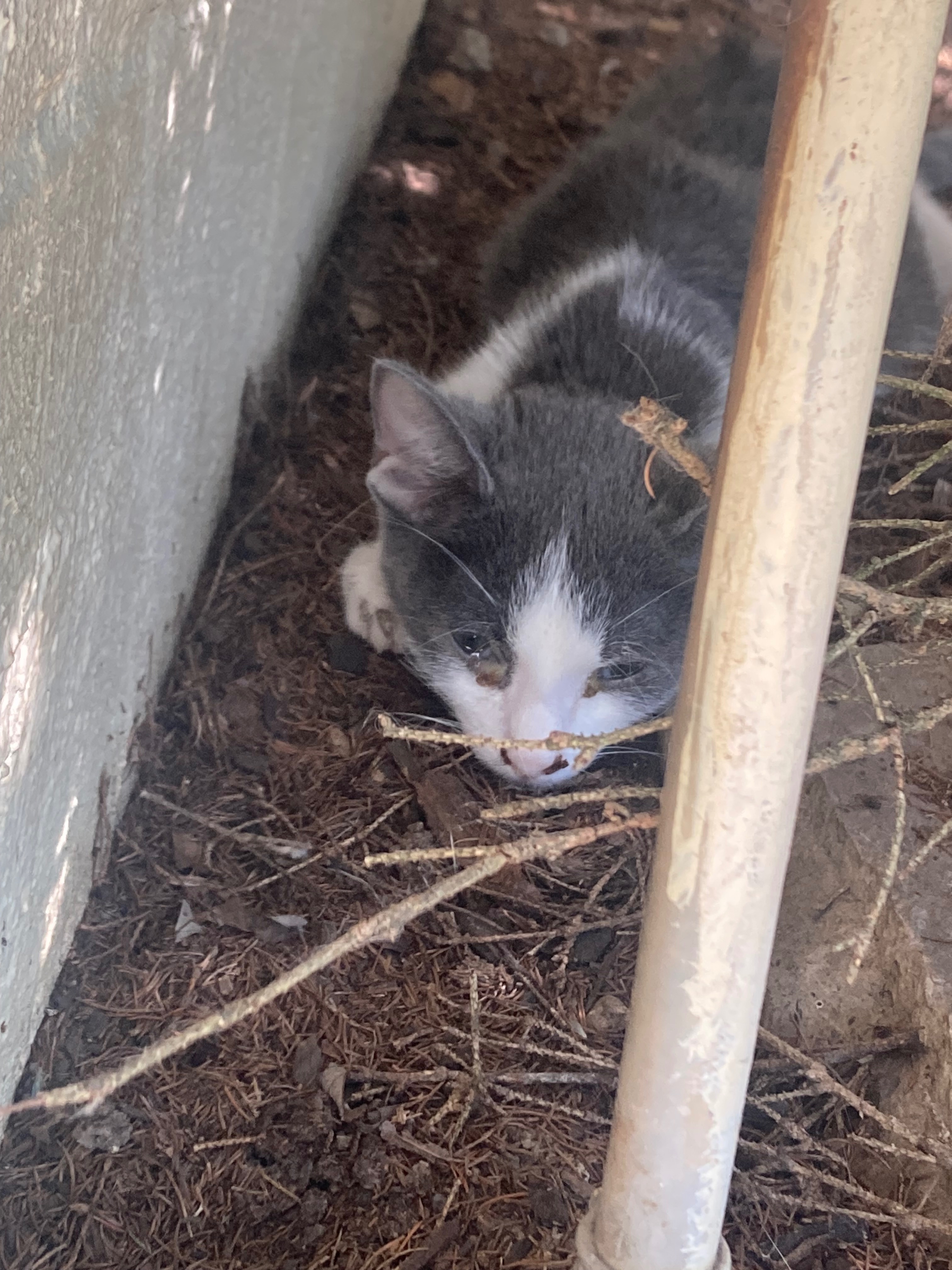 Neighborhood Cat Rescue❤️ campaign photo, 5 of 8