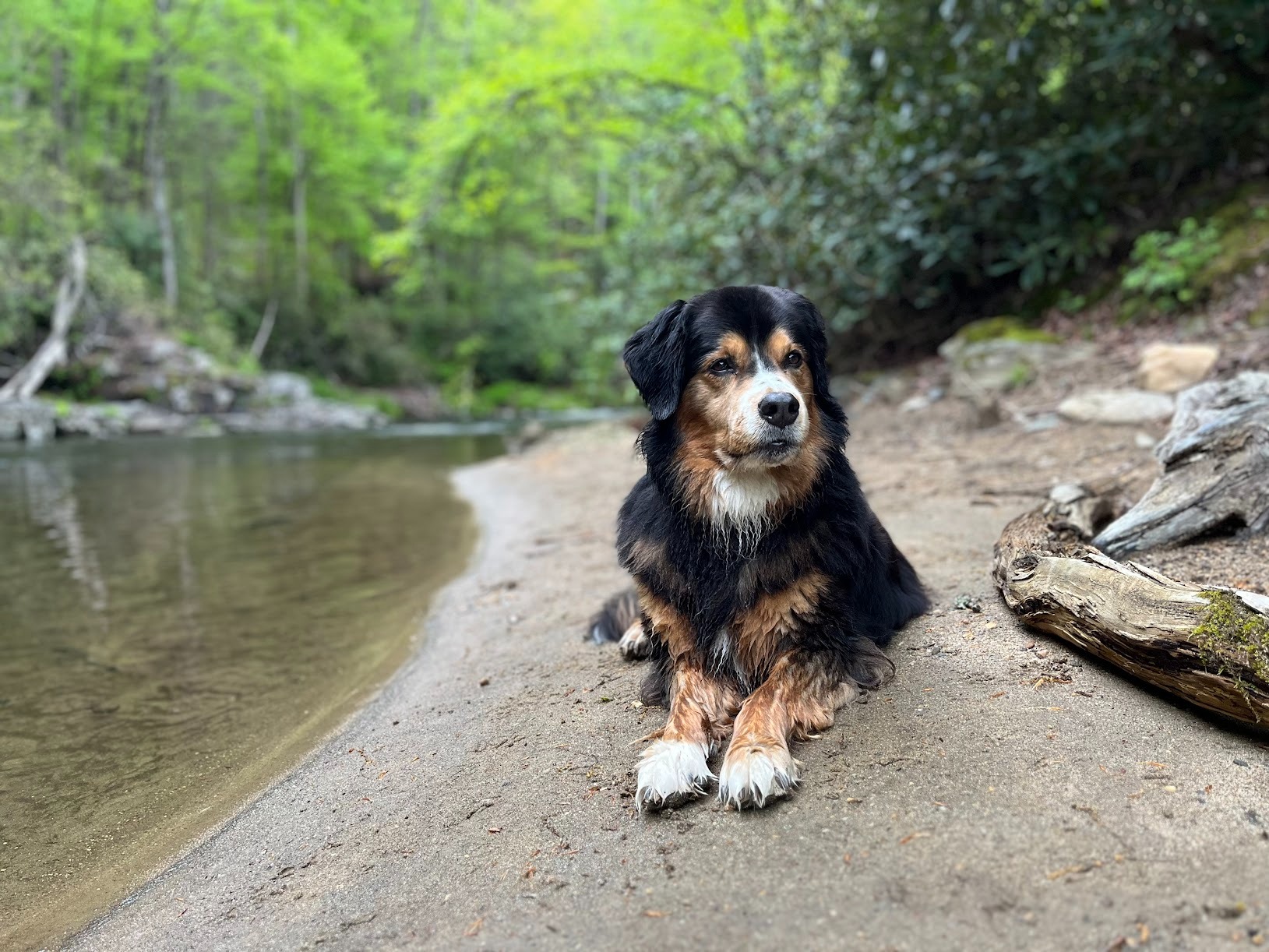 Help Leeloo Fix Her Broken Femur campaign photo, 2 of 4