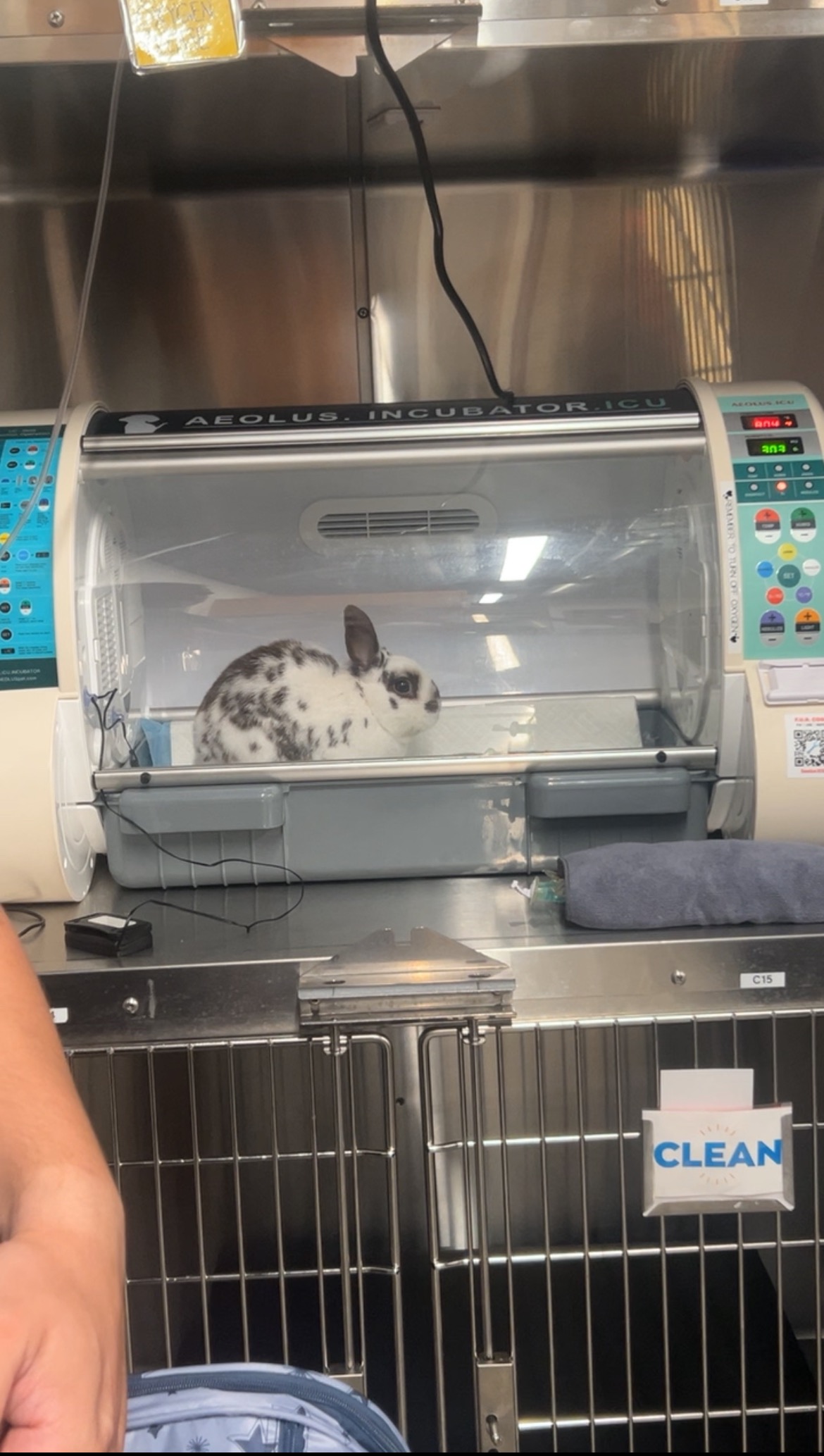 Abandoned Bunny In Need Of Lifesaving Medical Care campaign photo, 6 of 7