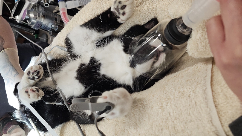 Please help Jack with his 2nd emergency visit! photo