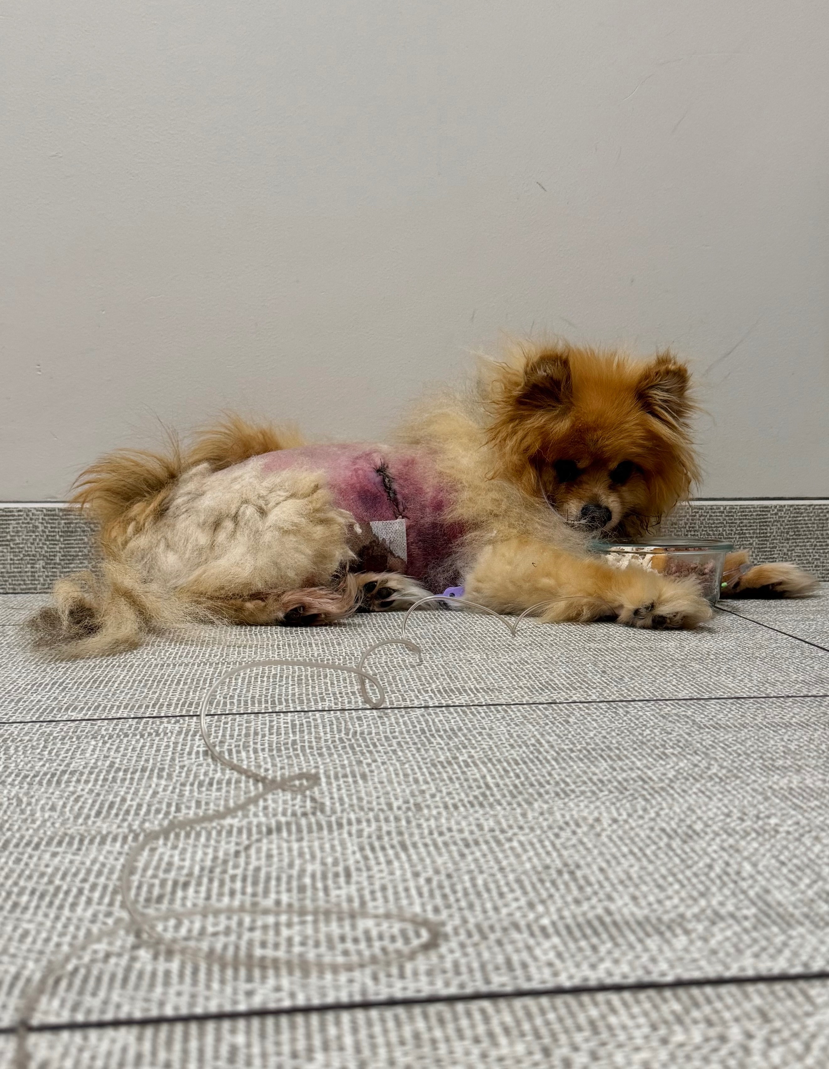 Bailey’s brave fight: Healing after a traumatic injury campaign photo, 6 of 8