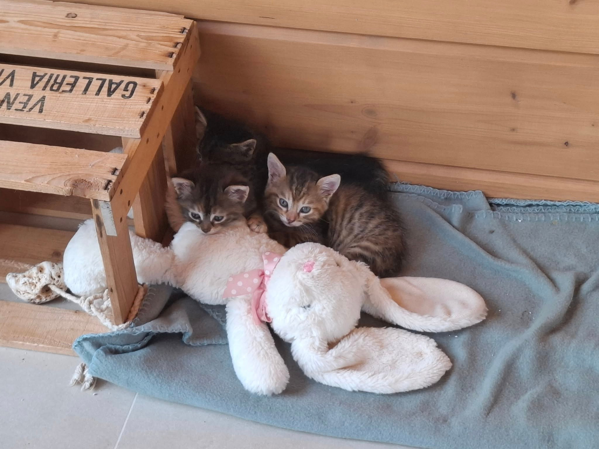 We help strays purr! So can you! campaign photo, 5 of 8