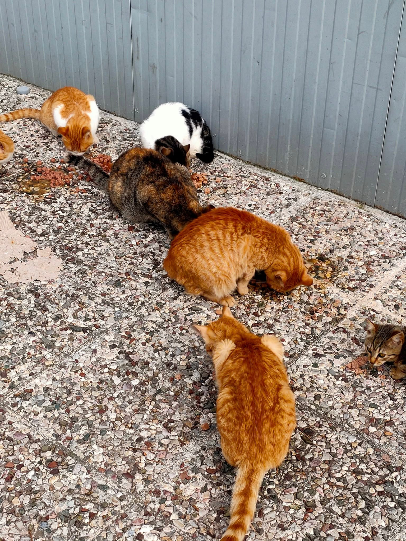 We help strays purr! So can you! campaign photo, 6 of 8