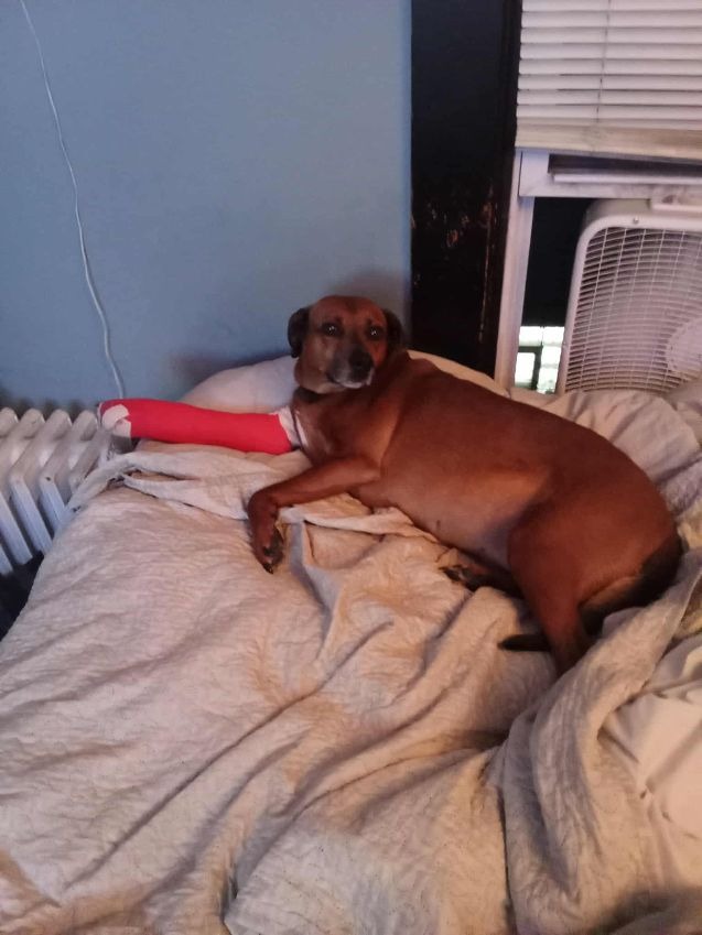 Help Bella Heal: Urgent Surgery Needed campaign photo, 2 of 4