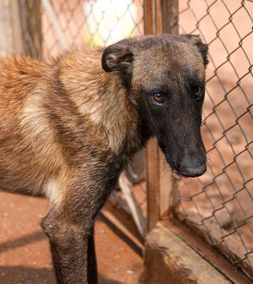 Save Rescued Animals in Morocco – Before It's Too Late campaign photo, 7 of 8