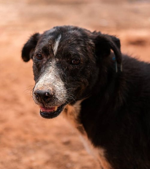 Save Rescued Animals in Morocco – Before It's Too Late campaign photo, 2 of 8