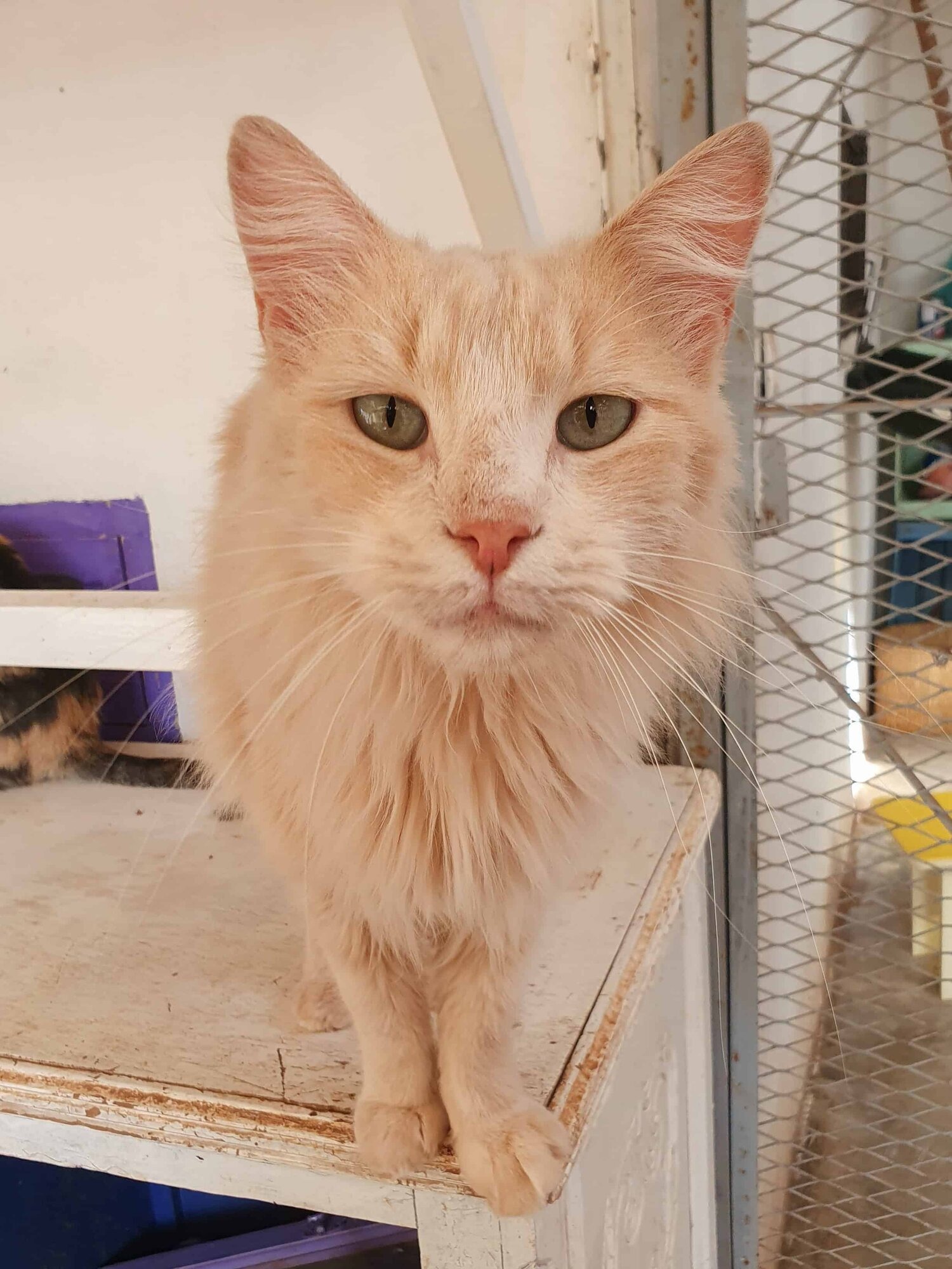 Save Rescued Animals in Morocco – Before It's Too Late campaign photo, 4 of 8