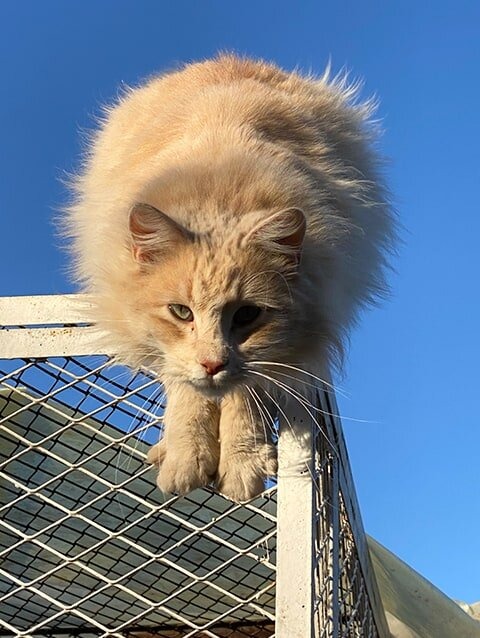 Save Rescued Animals in Morocco – Before It's Too Late campaign photo, 5 of 8