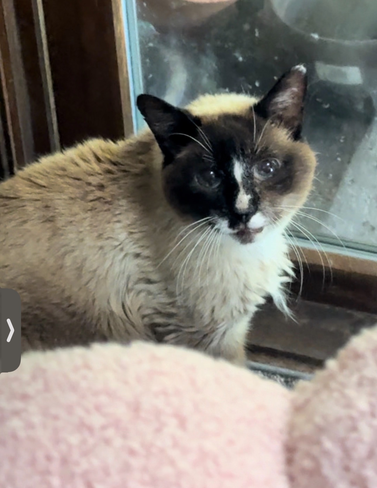 Urgent Help for Murray's Dental Surgery Needed campaign photo, 7 of 8