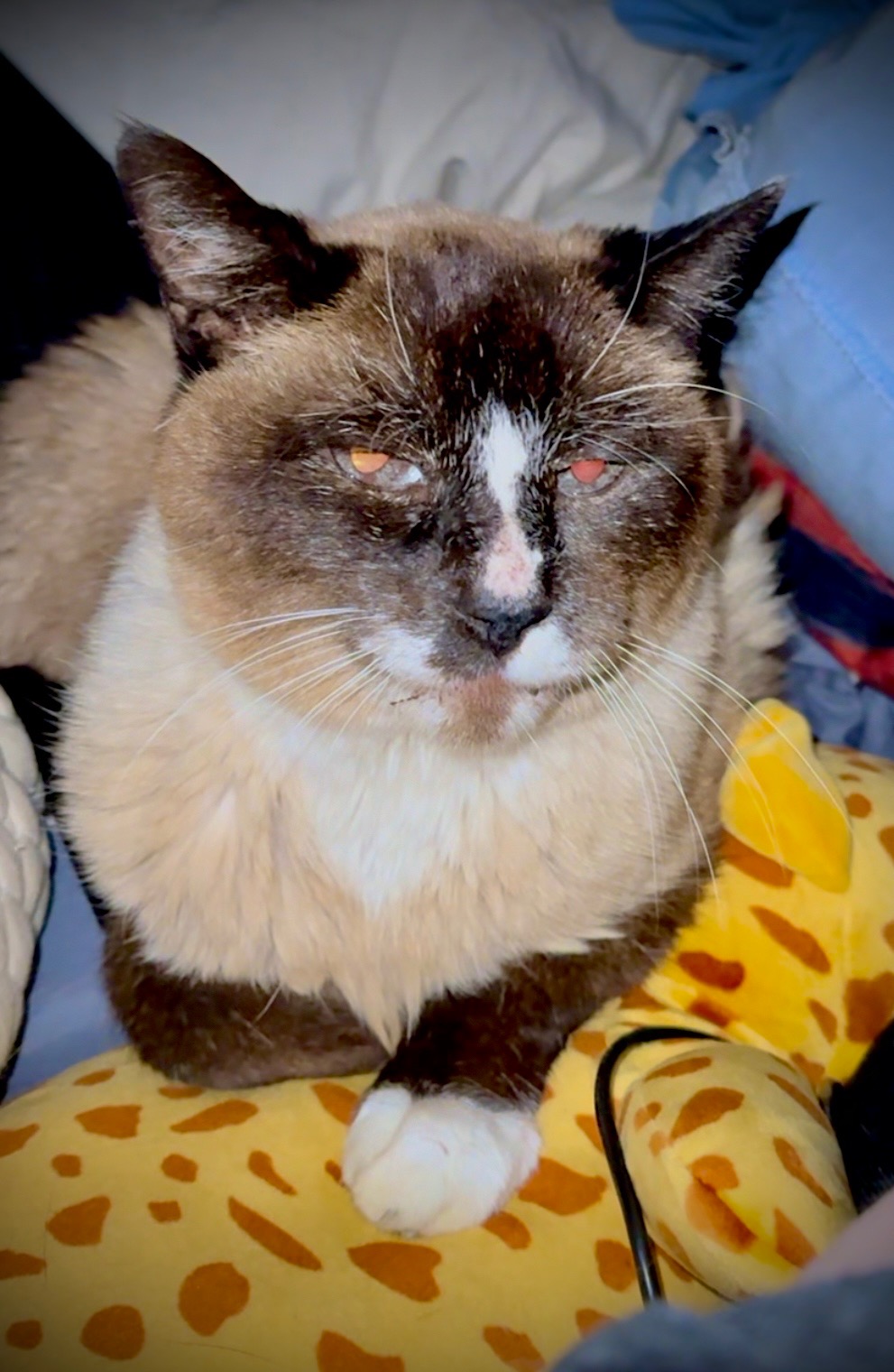 Urgent Help for Murray's Dental Surgery Needed campaign photo, 2 of 8