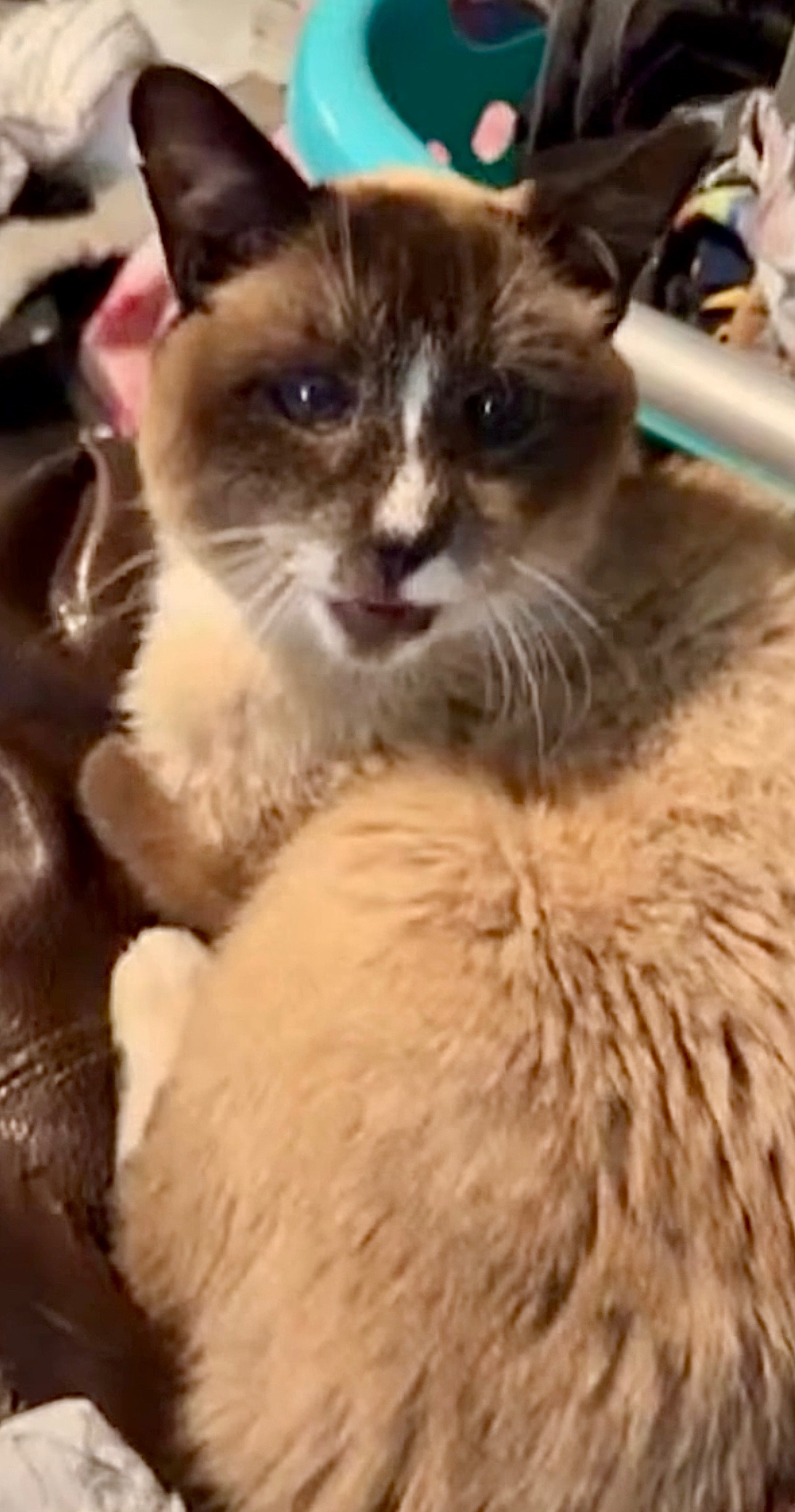 Urgent Help for Murray's Dental Surgery Needed campaign photo, 4 of 8