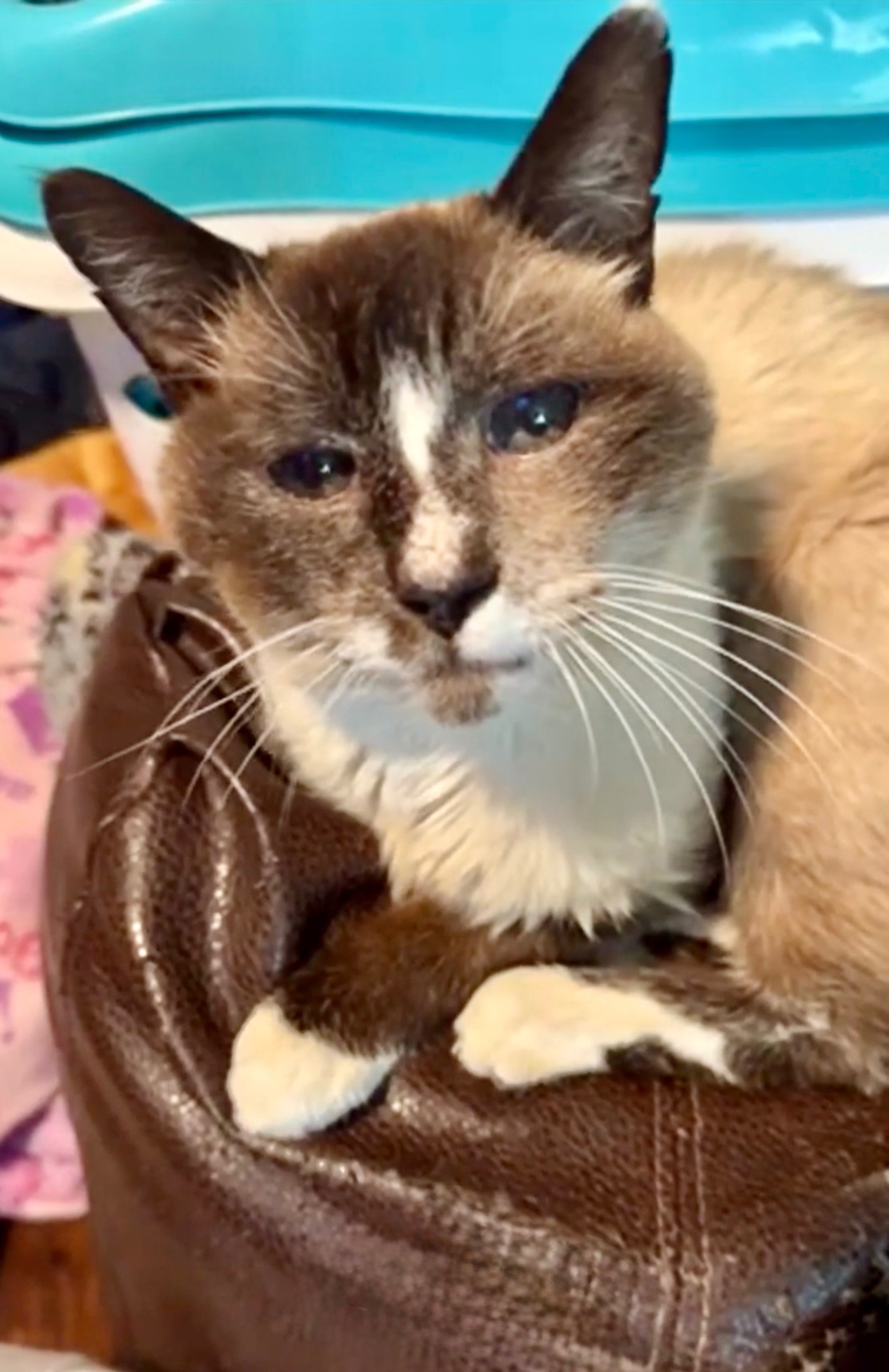Urgent Help for Murray's Dental Surgery Needed campaign photo, 5 of 8