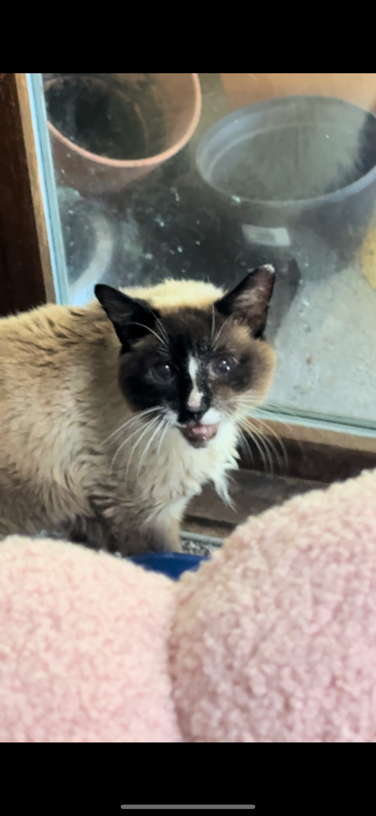Urgent Help for Murray's Dental Surgery Needed campaign photo, 6 of 8