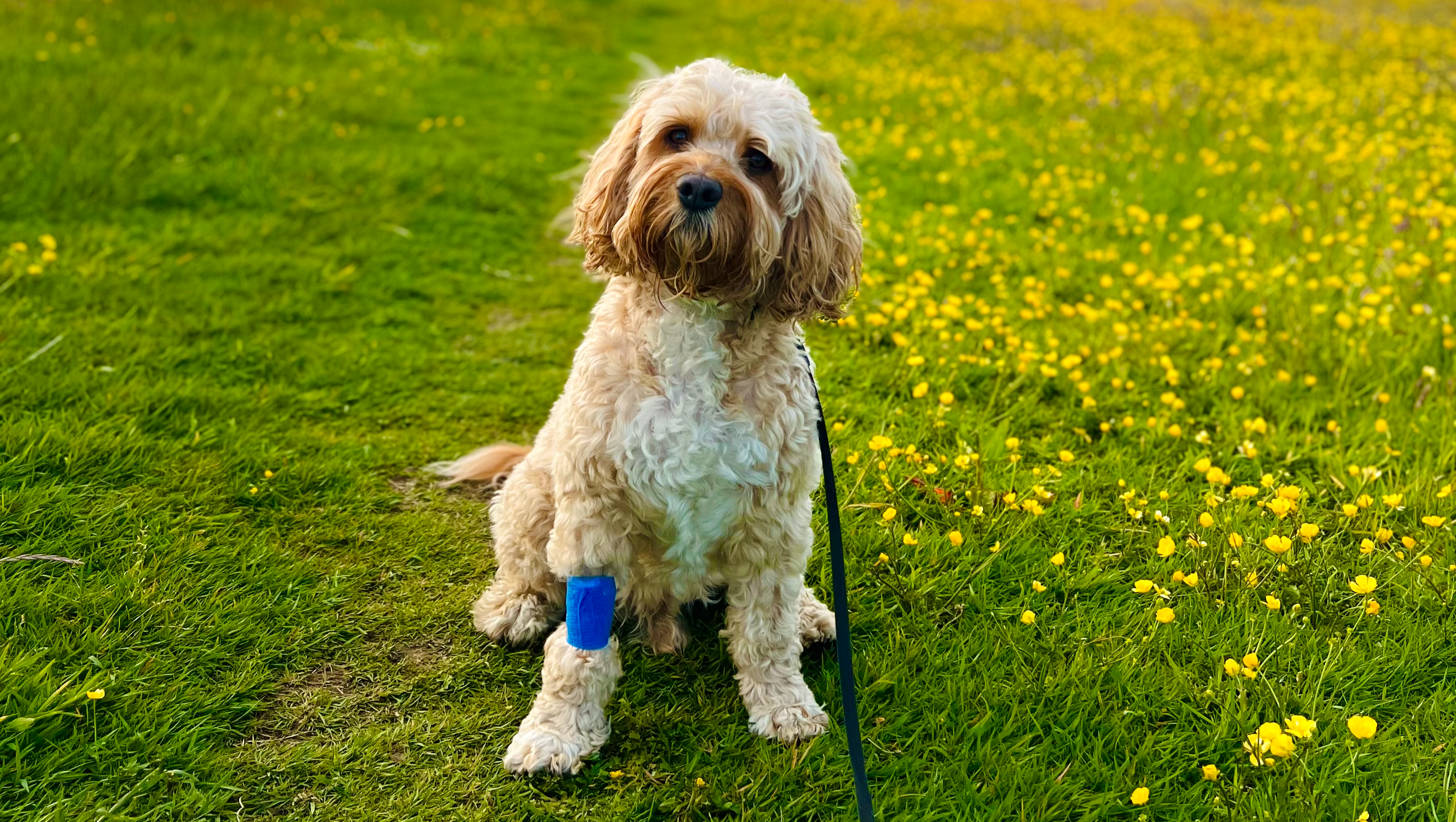 Help for Humphrey pinned link photo
