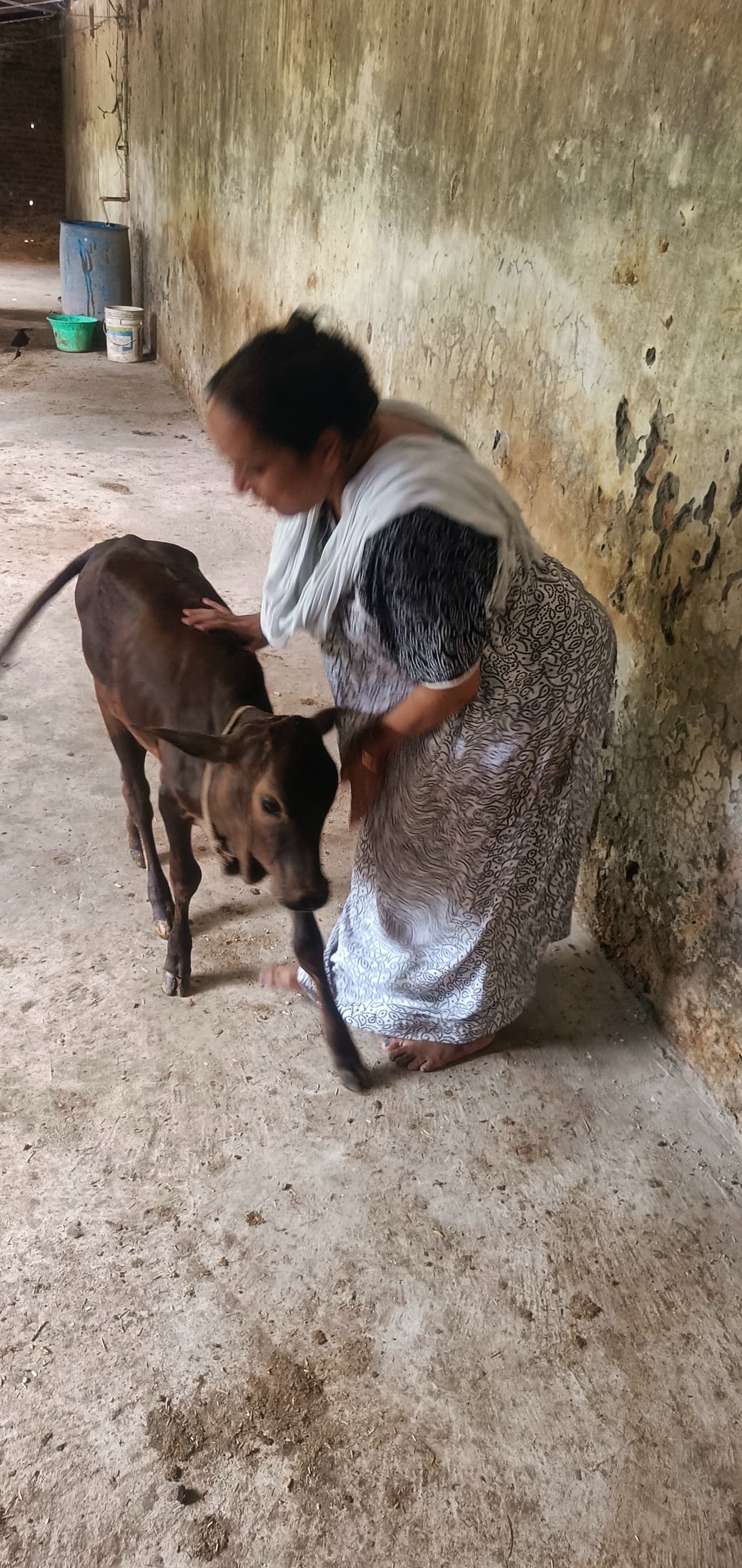 Help Dadhichi Goushala rescue cows in India campaign photo, 4 of 5