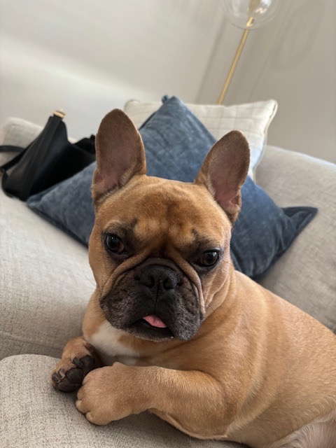 Donate to Theo's Treatment campaign photo, 5 of 7