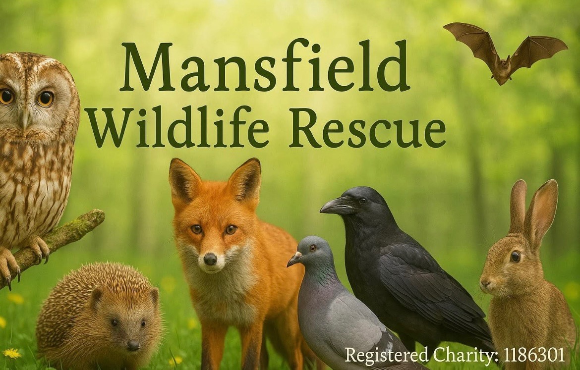 Help raise funds for Mansfield wildlife rescue uk campaign photo, 7 of 8