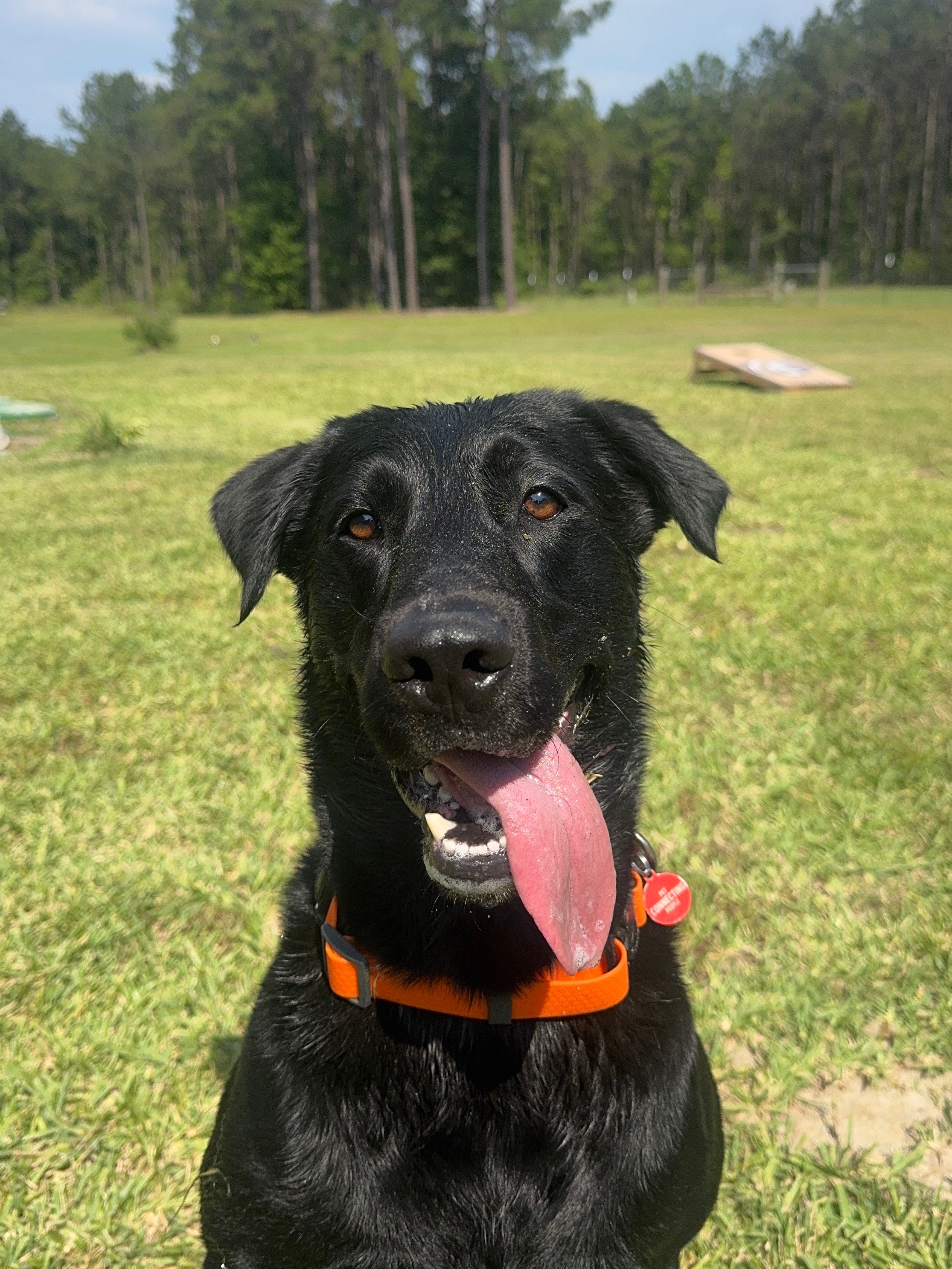 Help Save Our Sweet Lab After Life-Threatening Bee Attack campaign photo, 7 of 8