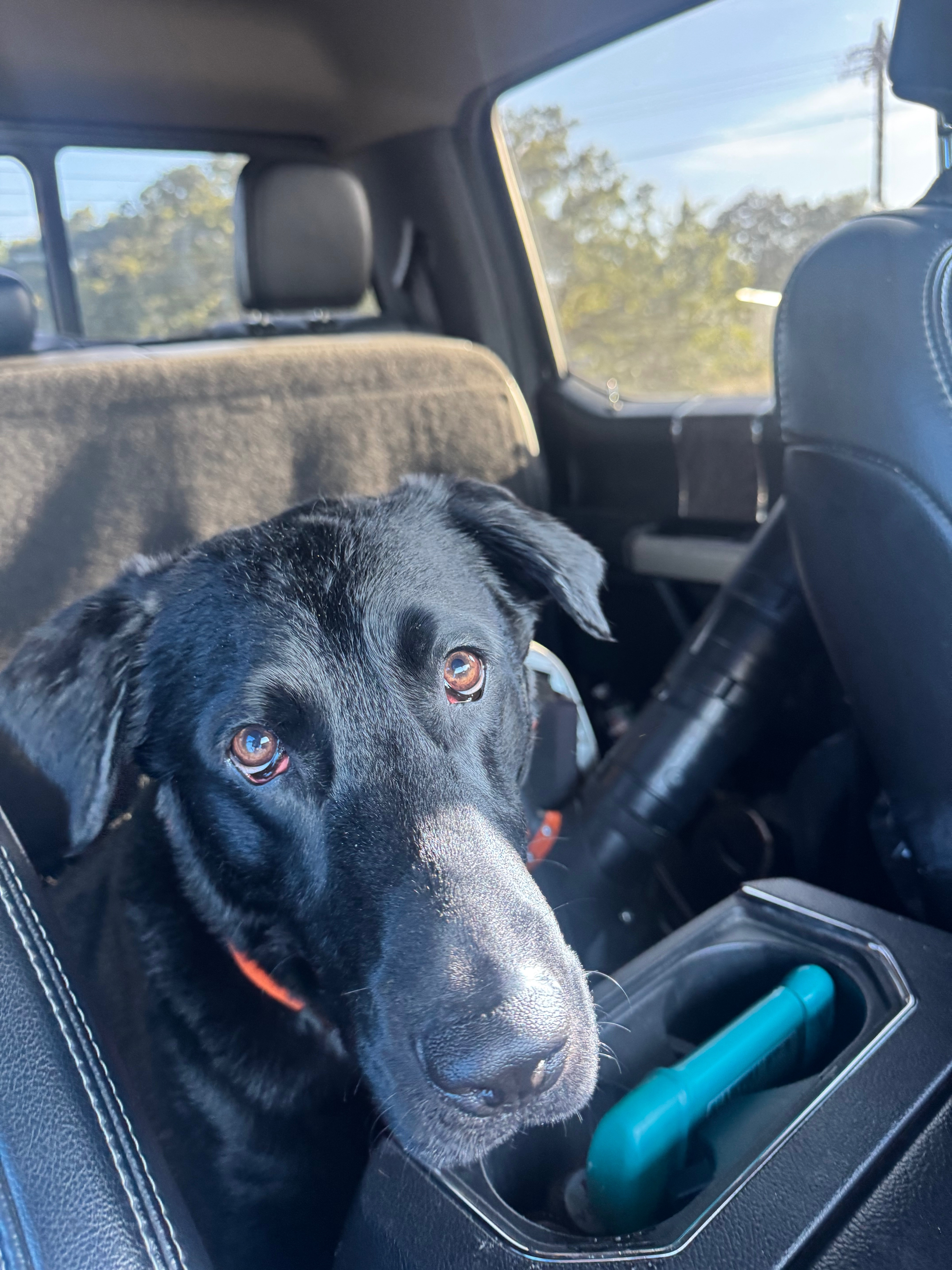 Help Save Our Sweet Lab After Life-Threatening Bee Attack campaign photo, 2 of 8