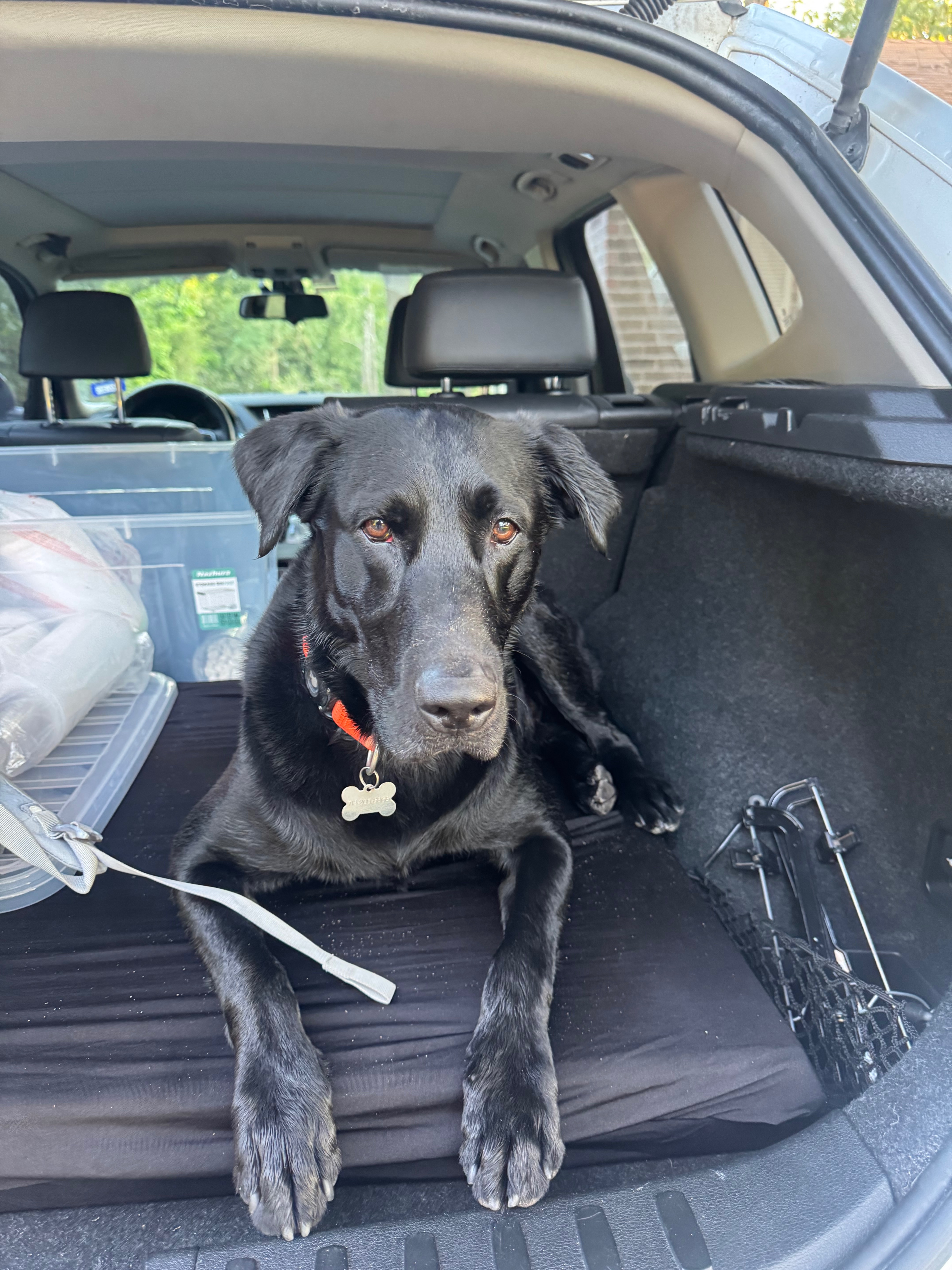 Help Save Our Sweet Lab After Life-Threatening Bee Attack campaign photo, 4 of 8