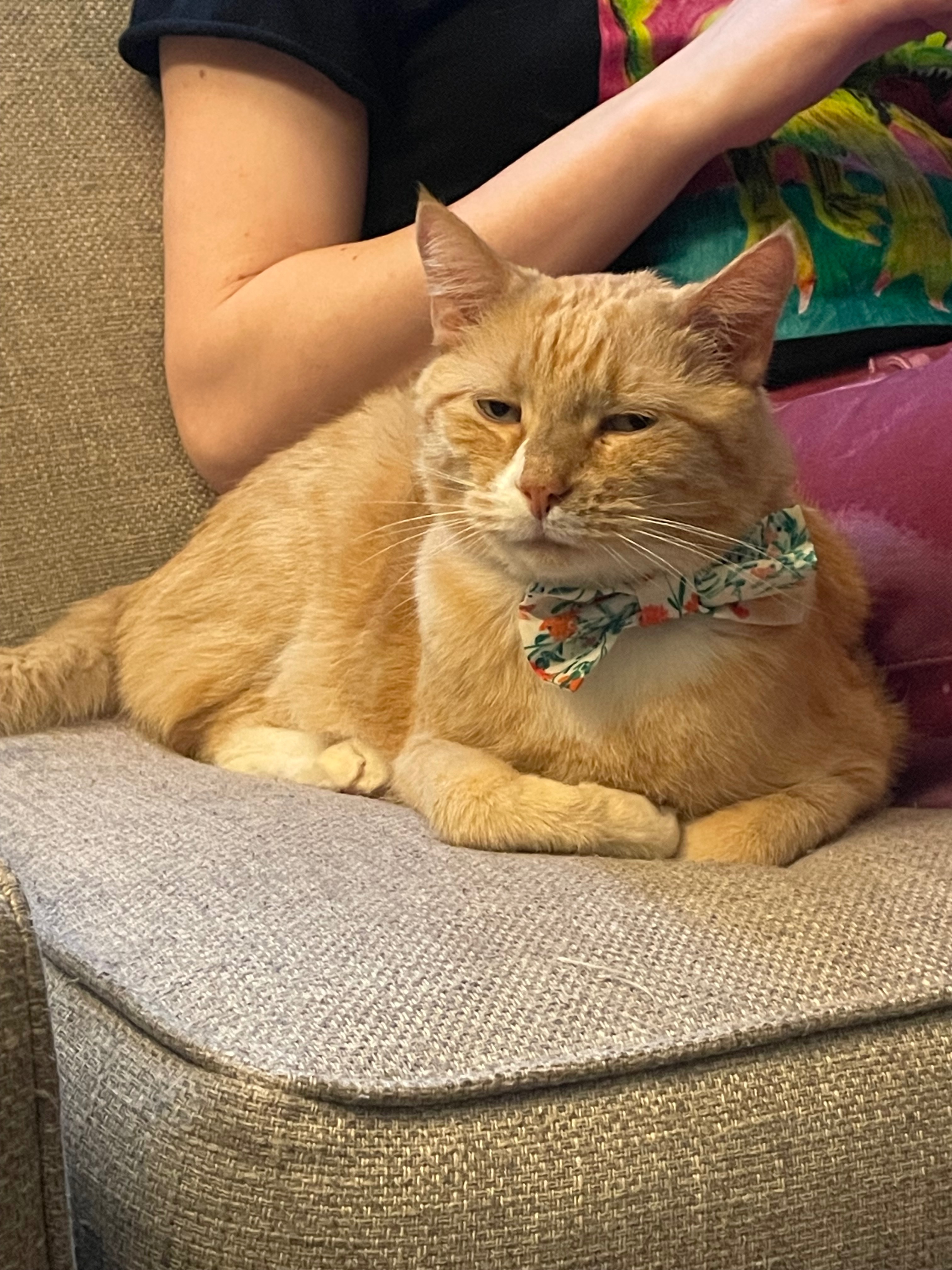 Help Boris the Cat fight illness and receive care at the ER campaign photo, 7 of 8
