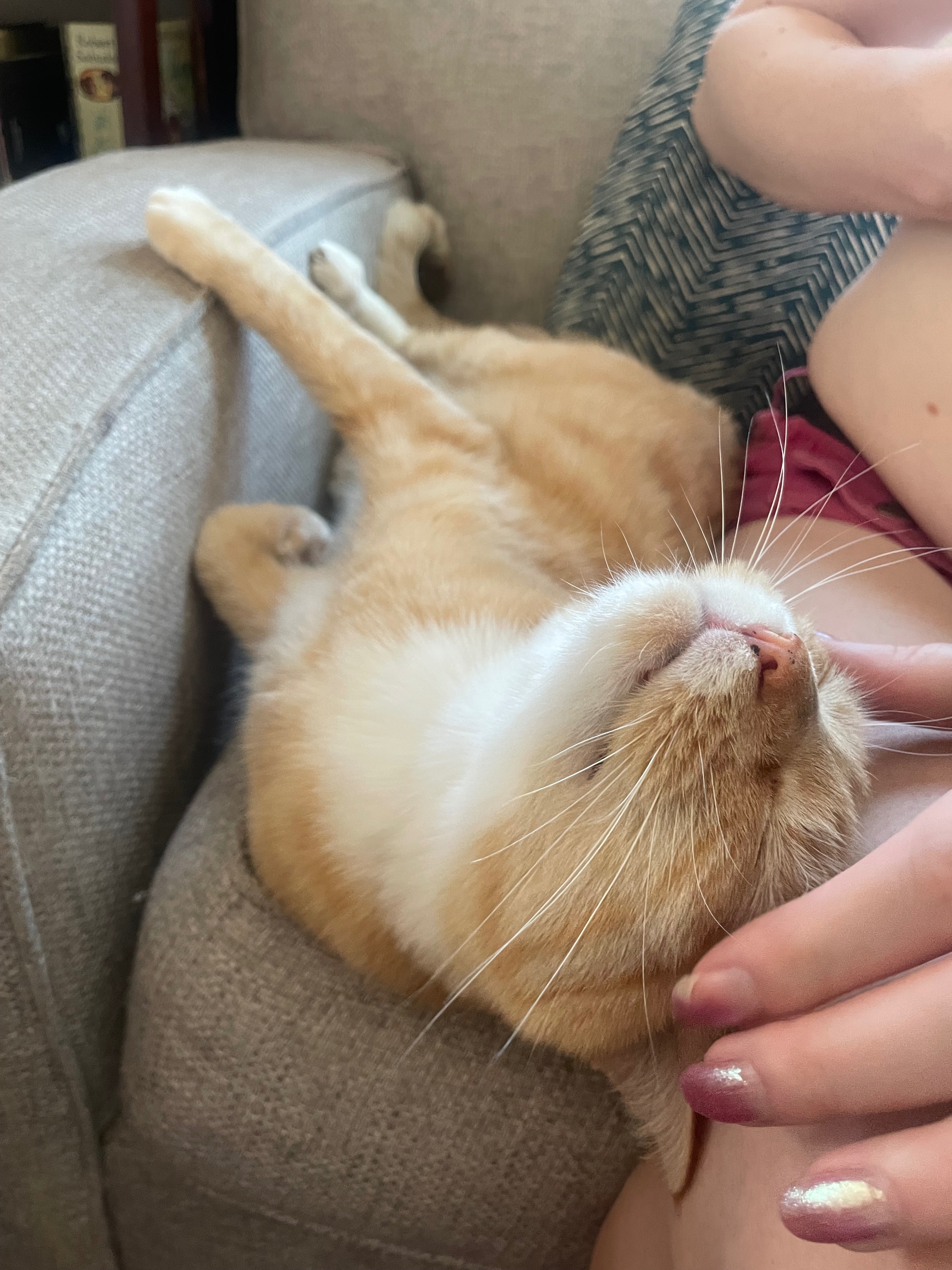 Help Boris the Cat fight illness and receive care at the ER campaign photo, 4 of 8