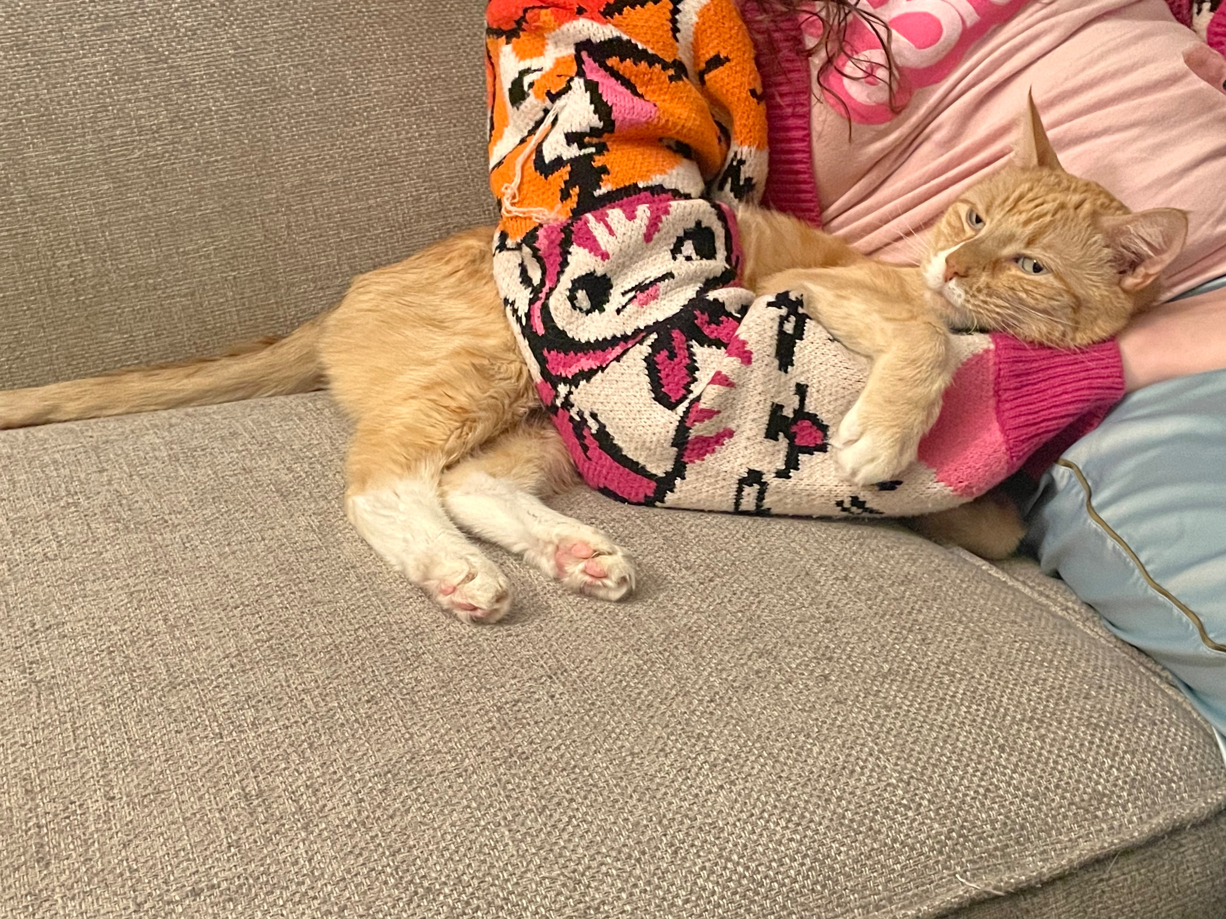 Help Boris the Cat fight illness and receive care at the ER campaign photo, 5 of 8
