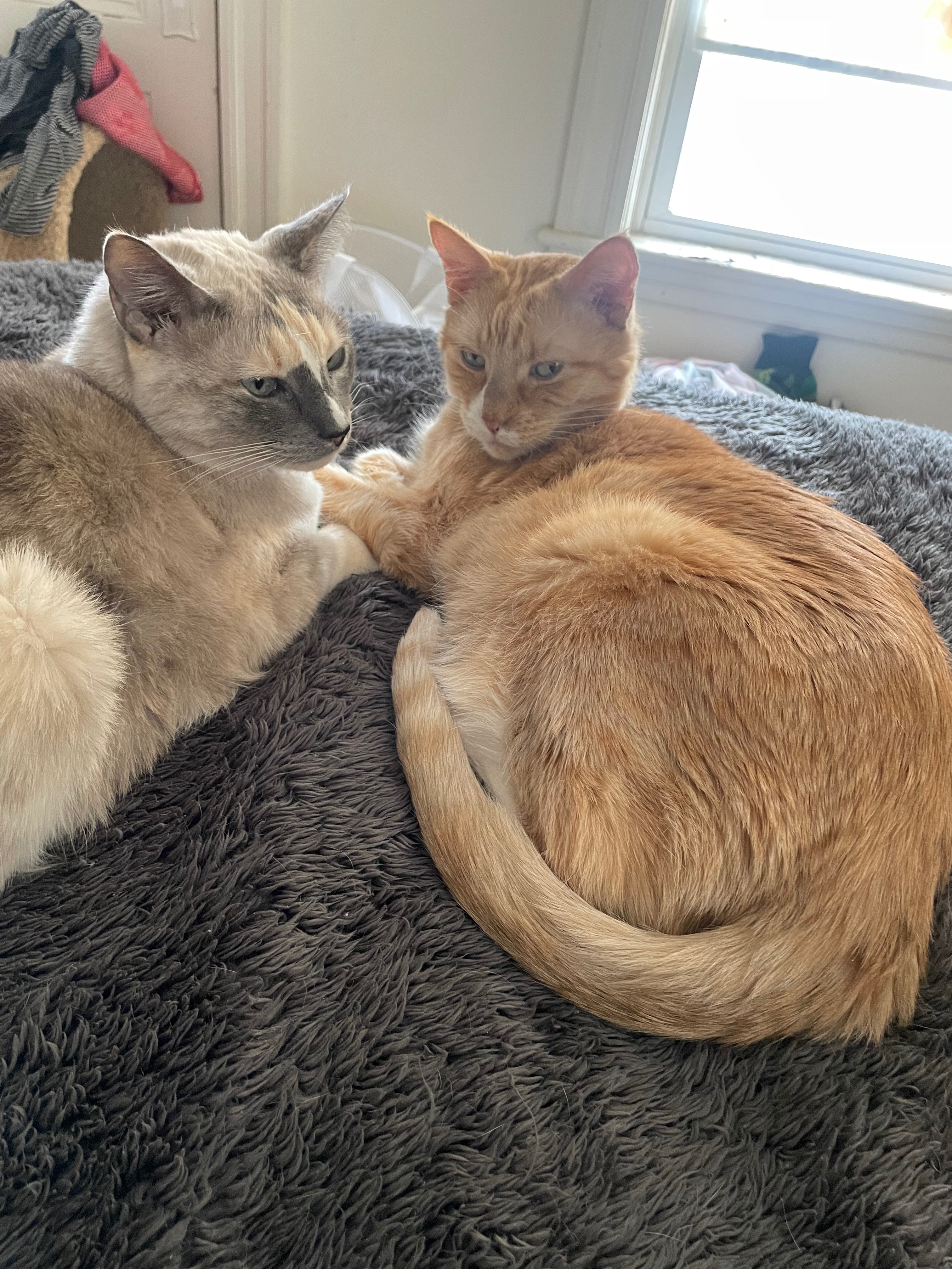 Help Boris the Cat fight illness and receive care at the ER campaign photo, 6 of 8