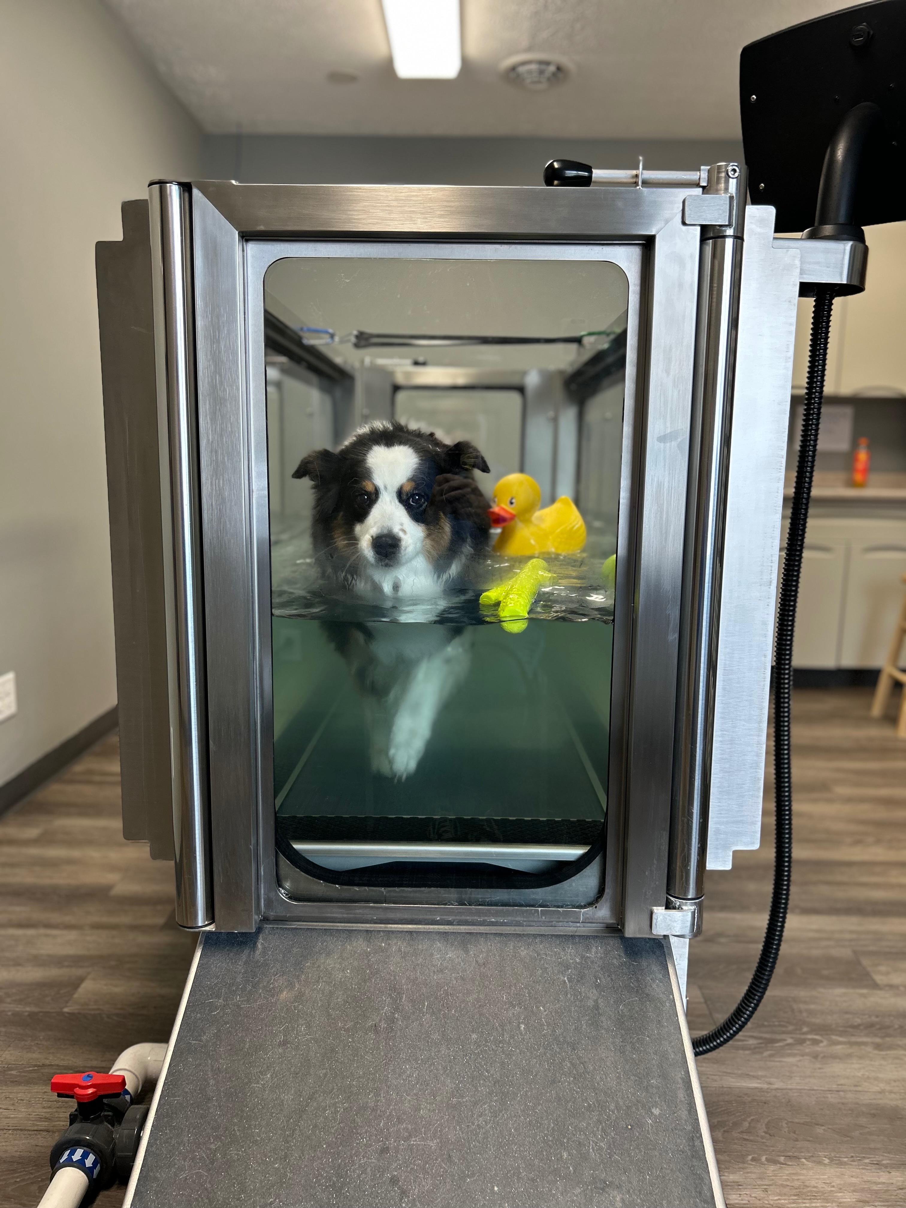Support Sadie's TPLO Surgery Journey campaign photo, 4 of 5
