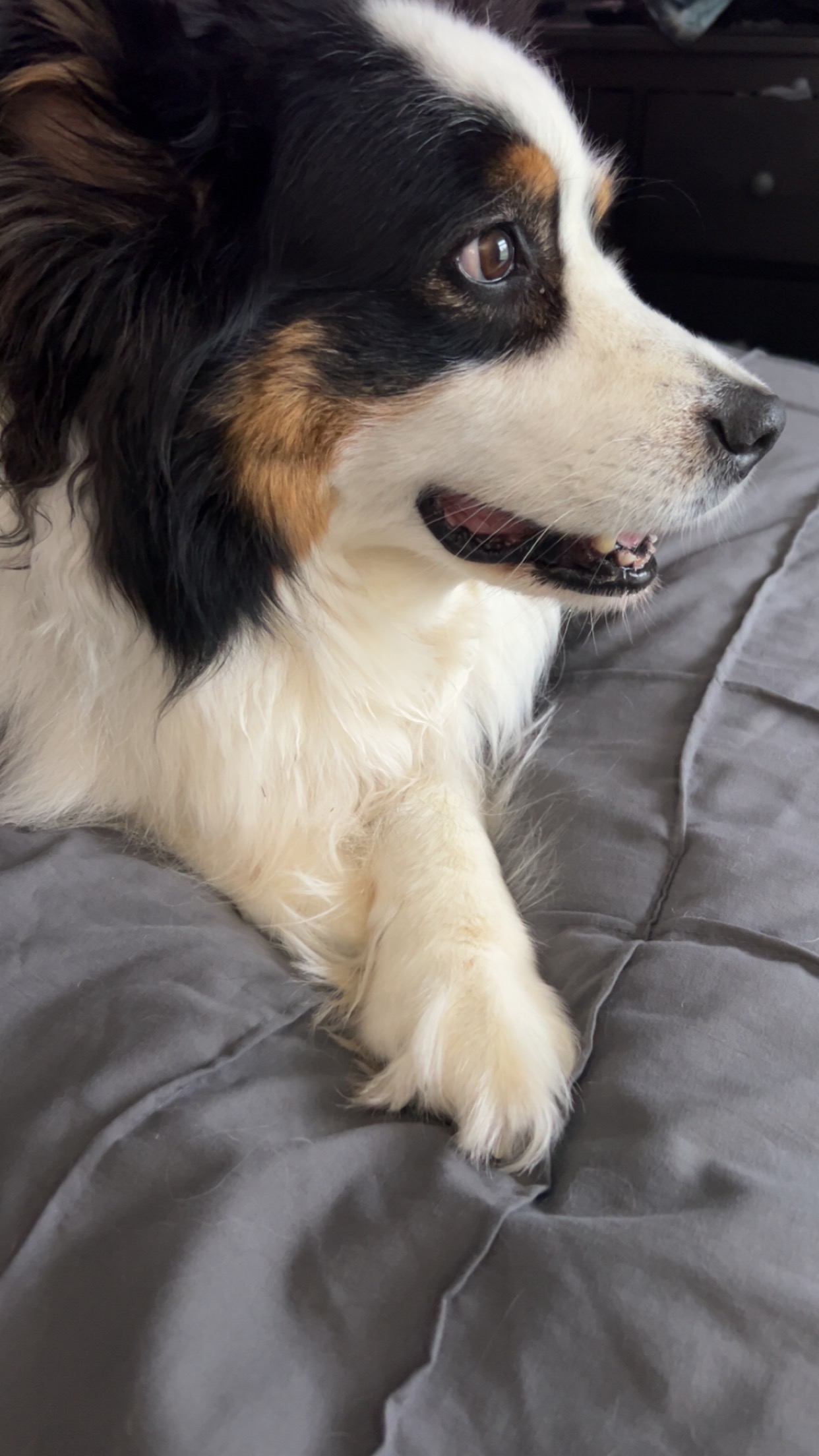 Support Sadie's TPLO Surgery Journey campaign photo, 2 of 5