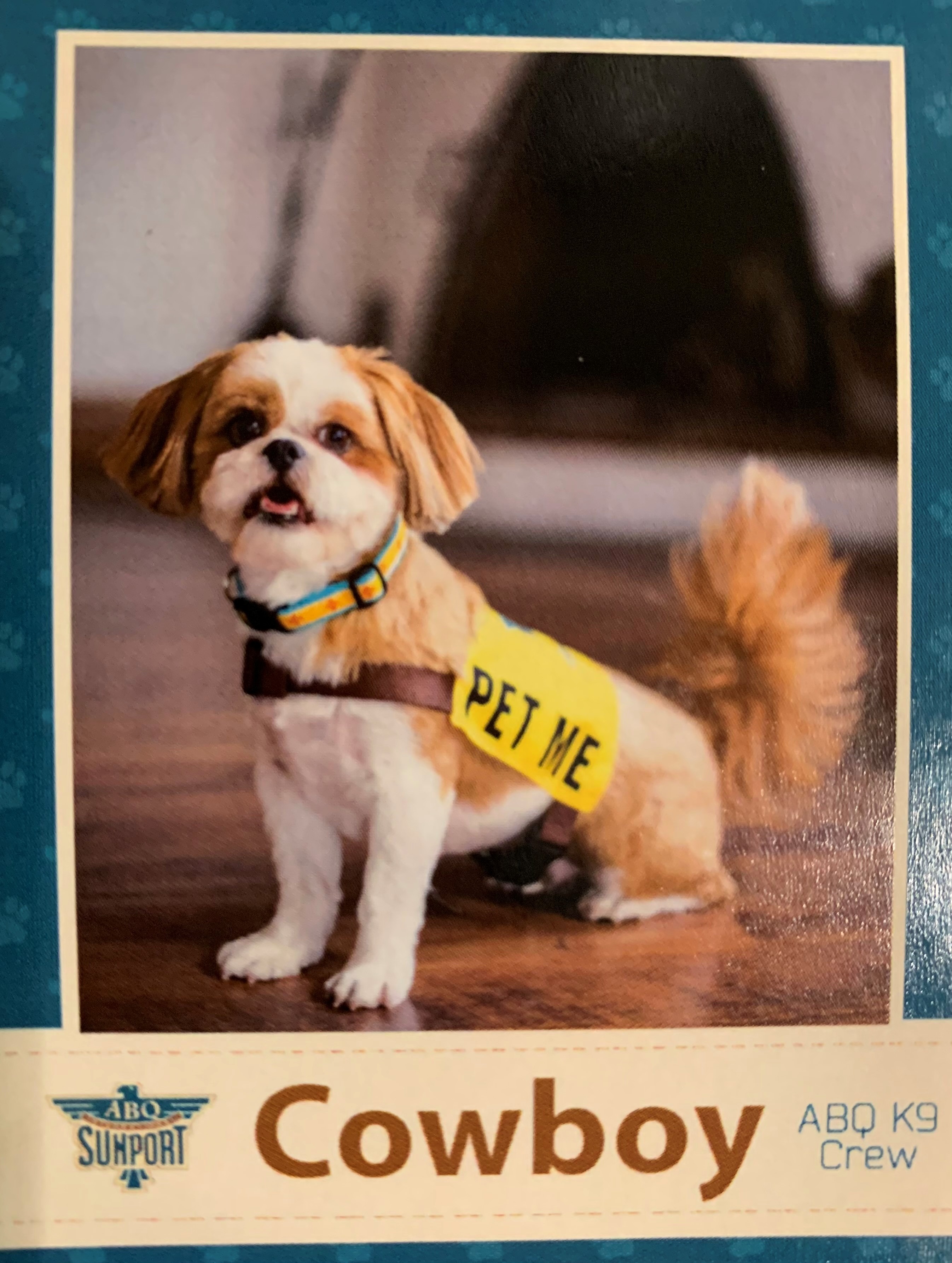 Help Cowboy the Therapy Dog Heal campaign photo, 6 of 7