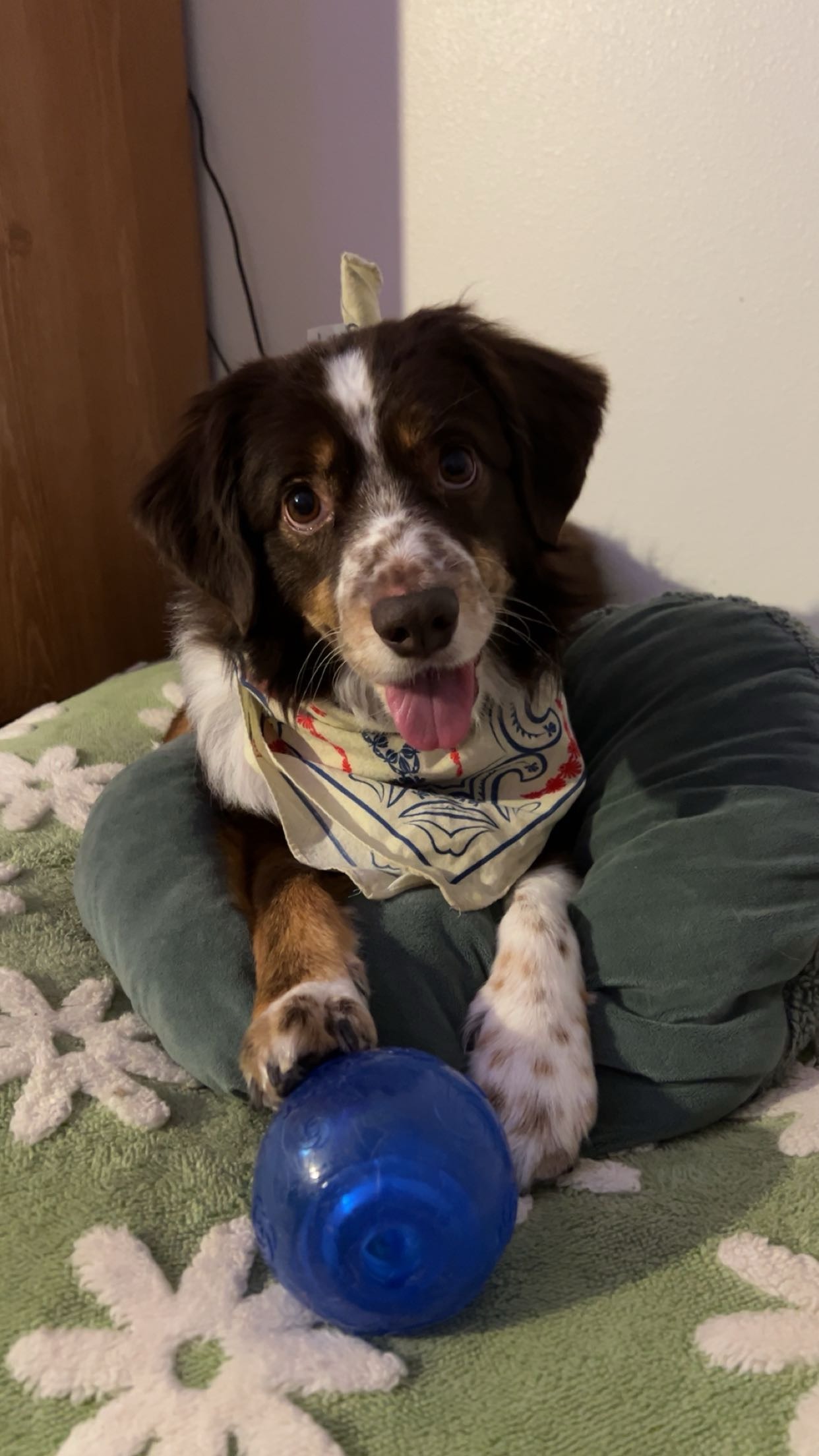 Bear's MRI and Surgery Fund campaign photo, 5 of 6