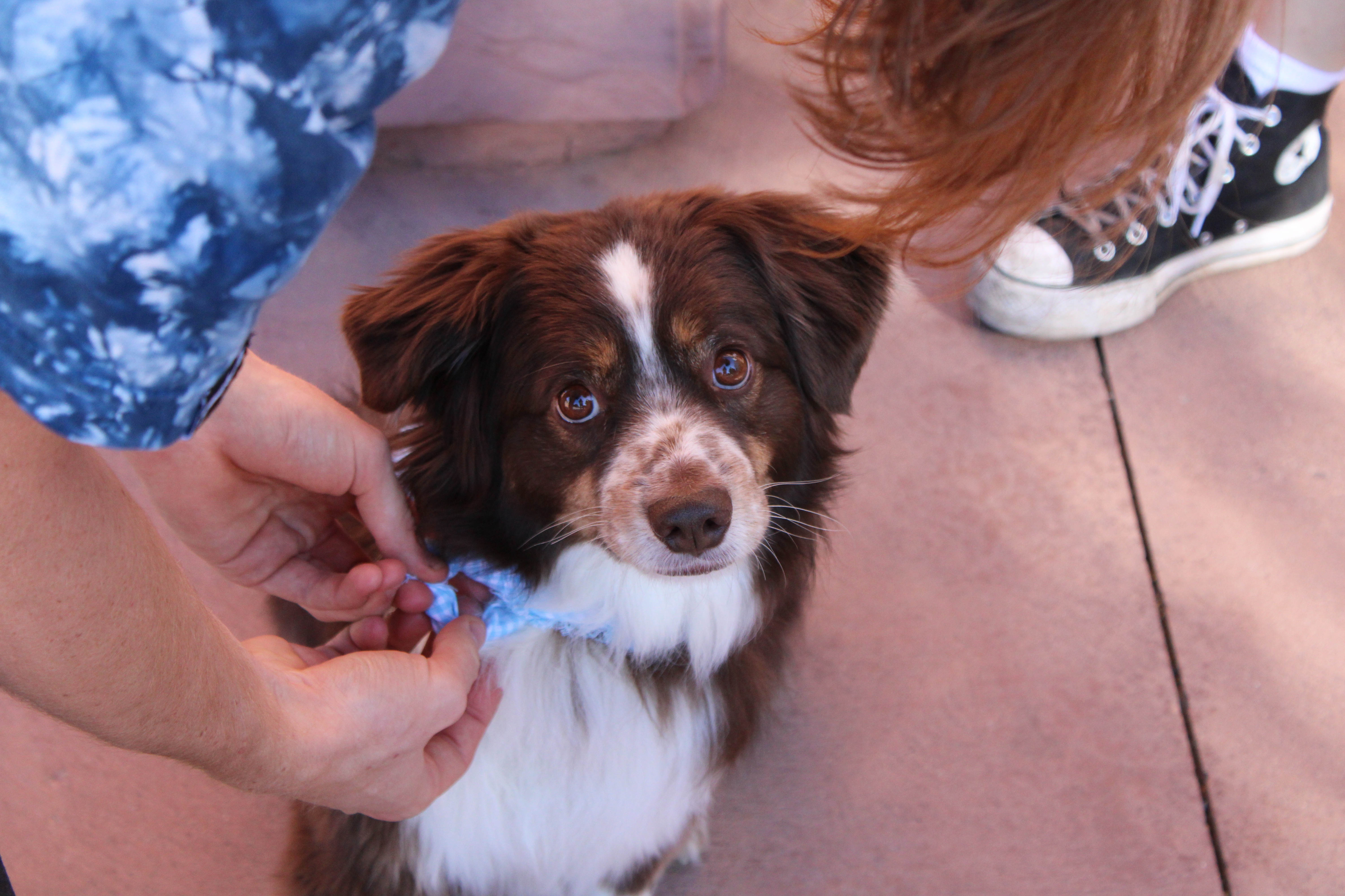 Bear's MRI and Surgery Fund campaign photo, 4 of 6