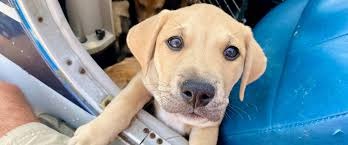 For the Love of Dance & Animals: Support Blue Cross of India campaign photo, 6 of 7