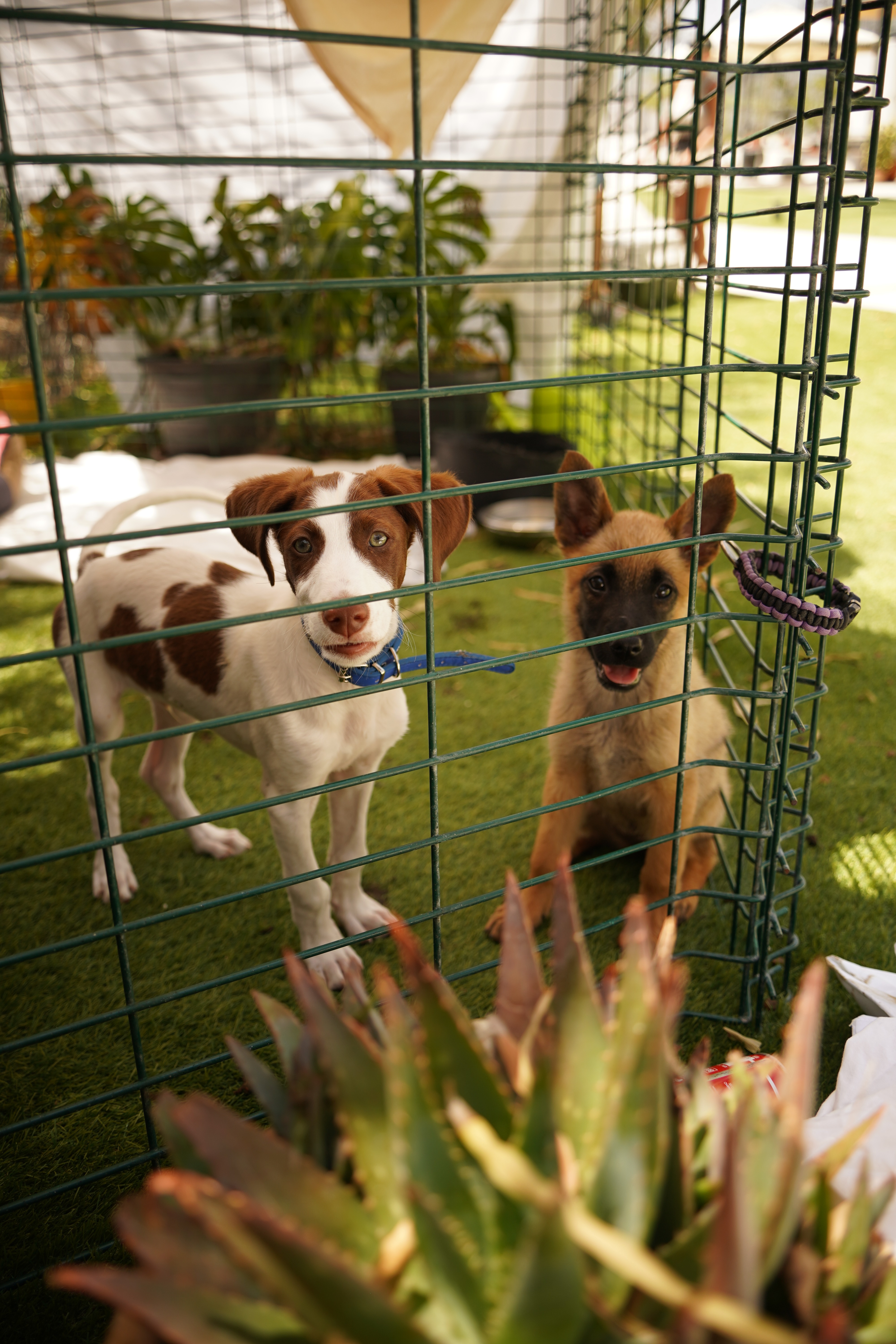 RETTET DAS TIERHEIM TRIPLE A MARBELLA  campaign photo, 2 of 4