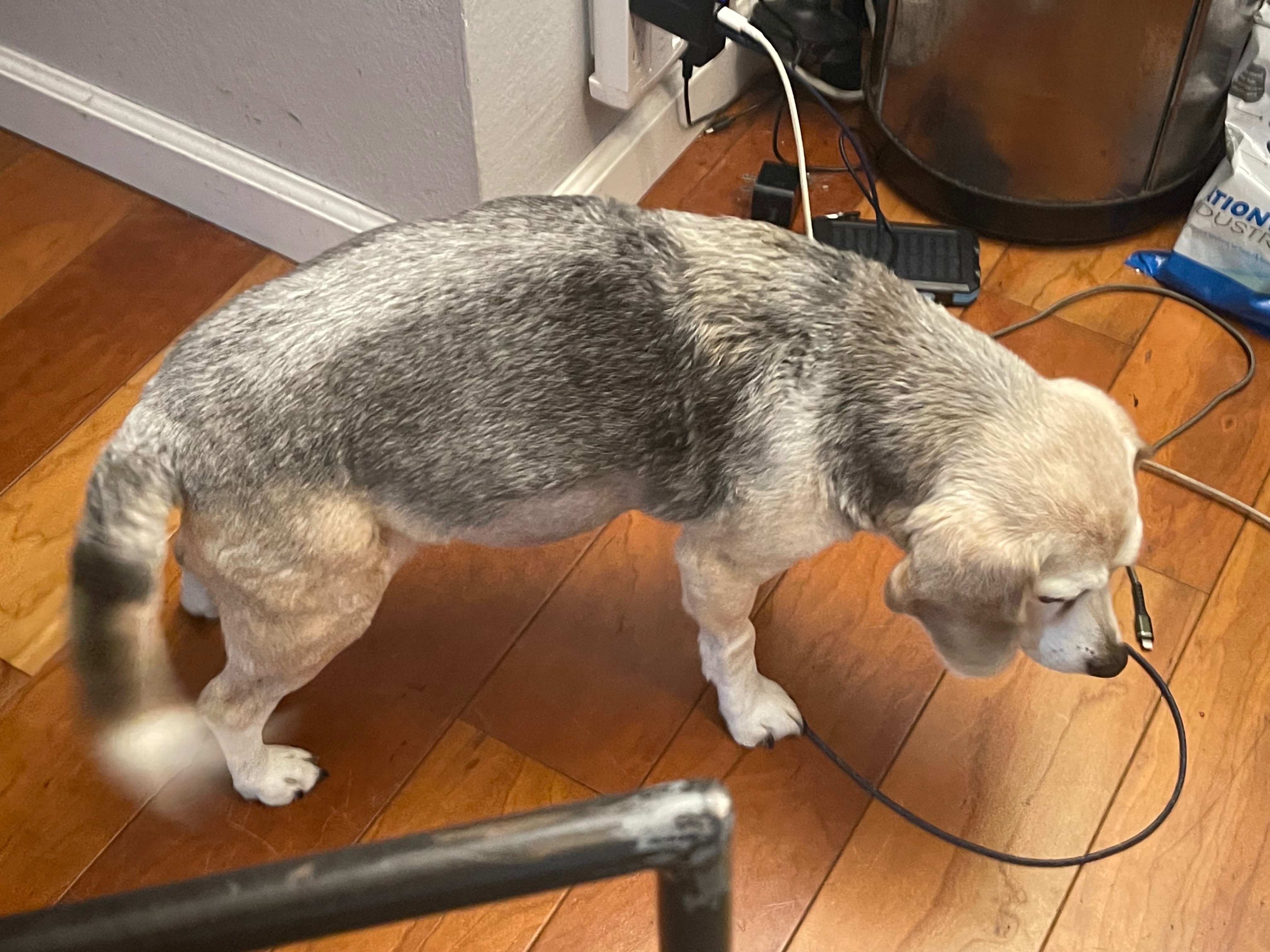 Kesharoo's Urgent Surgery: We Need You campaign photo, 2 of 4