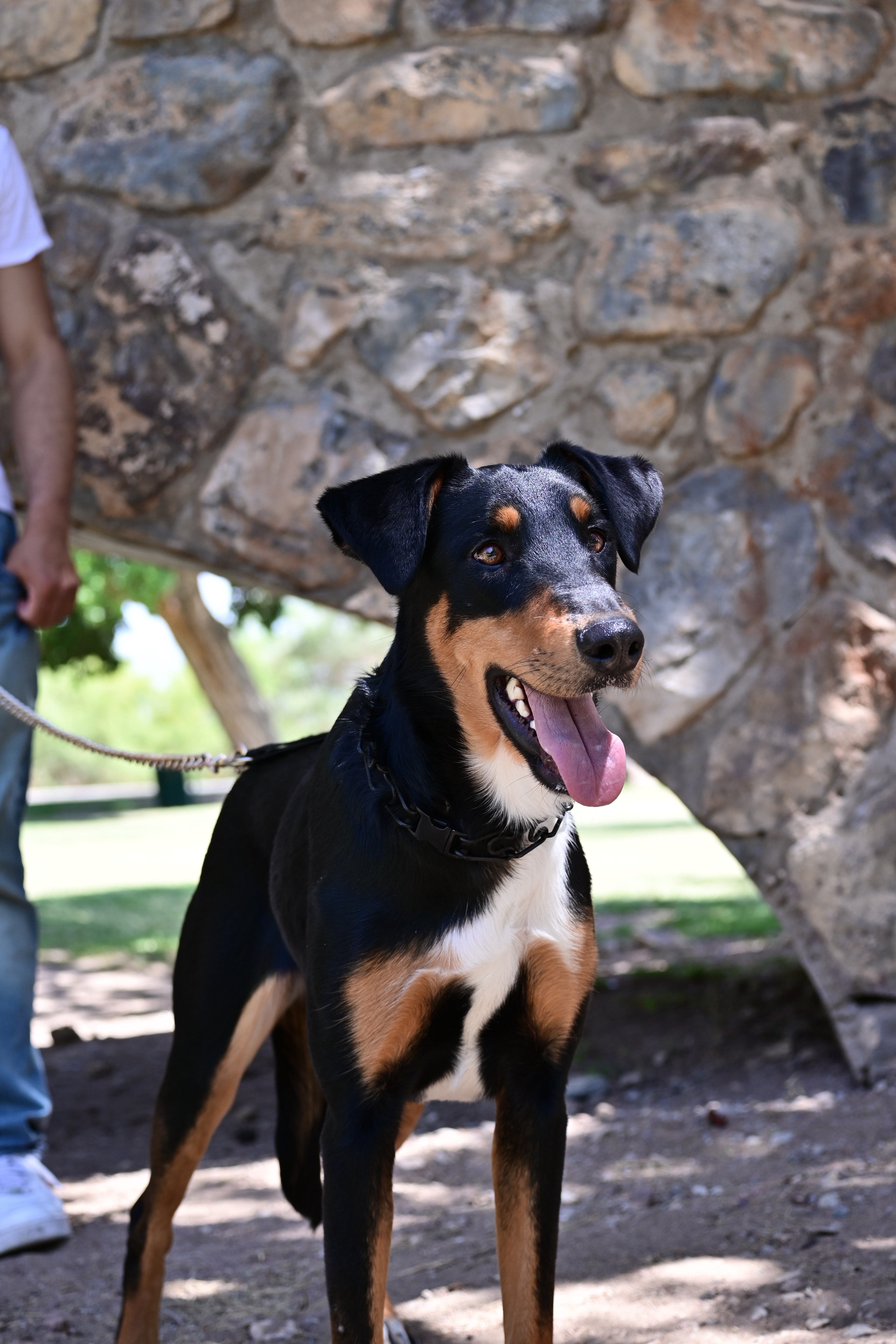 In Memory of Luna – Emergency Vet Help Needed campaign photo, 6 of 7