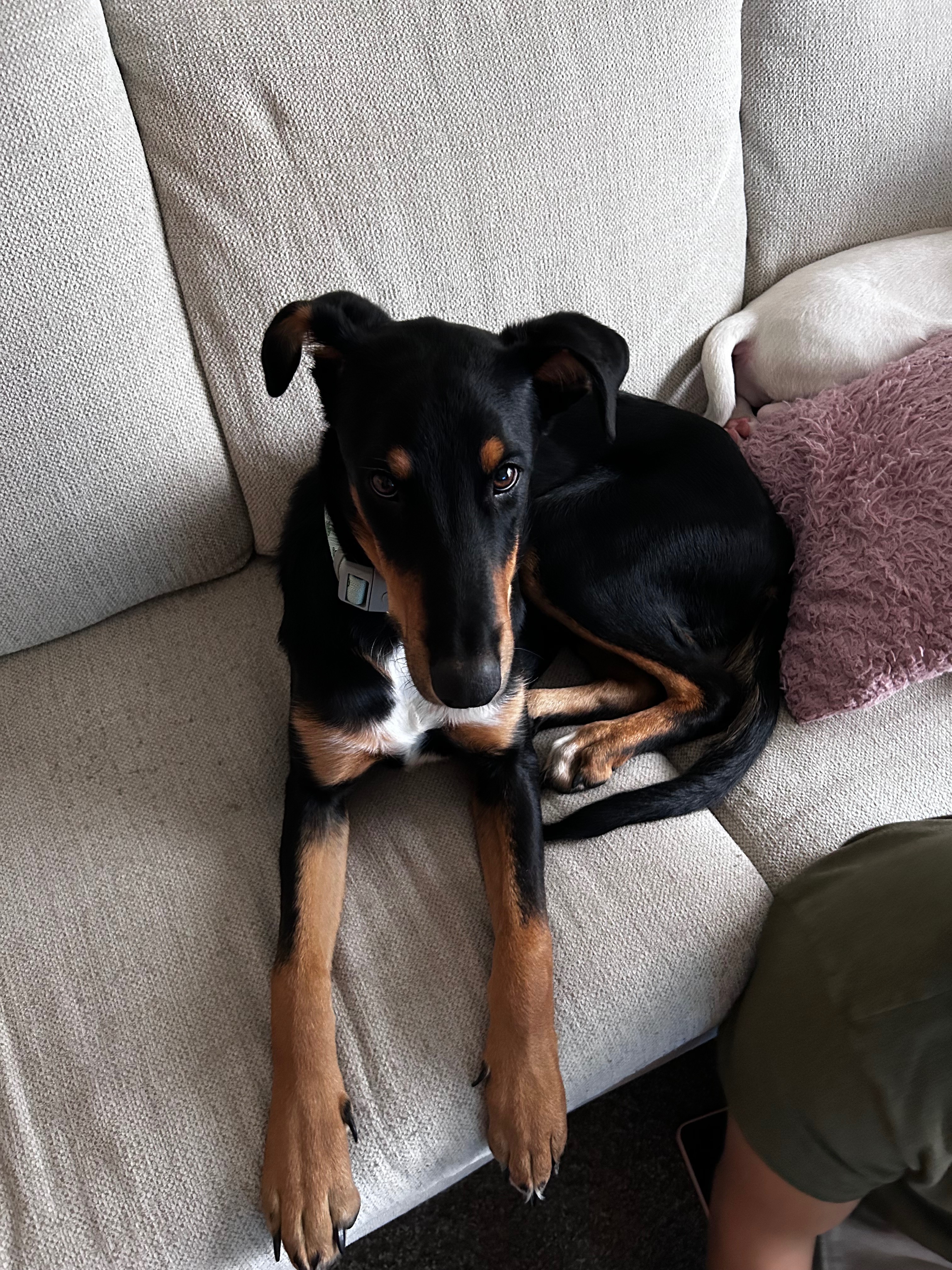 In Memory of Luna – Emergency Vet Help Needed campaign photo, 5 of 7