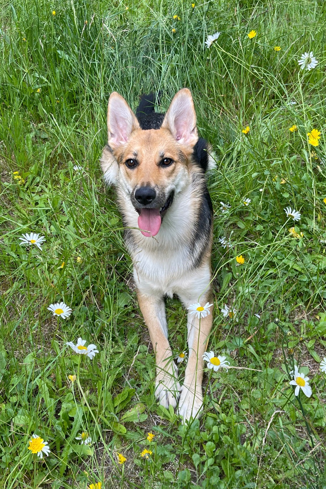 Save Bunny: Help My 2-Year-Old Pup Get Surgery for Cancer campaign photo, 7 of 8