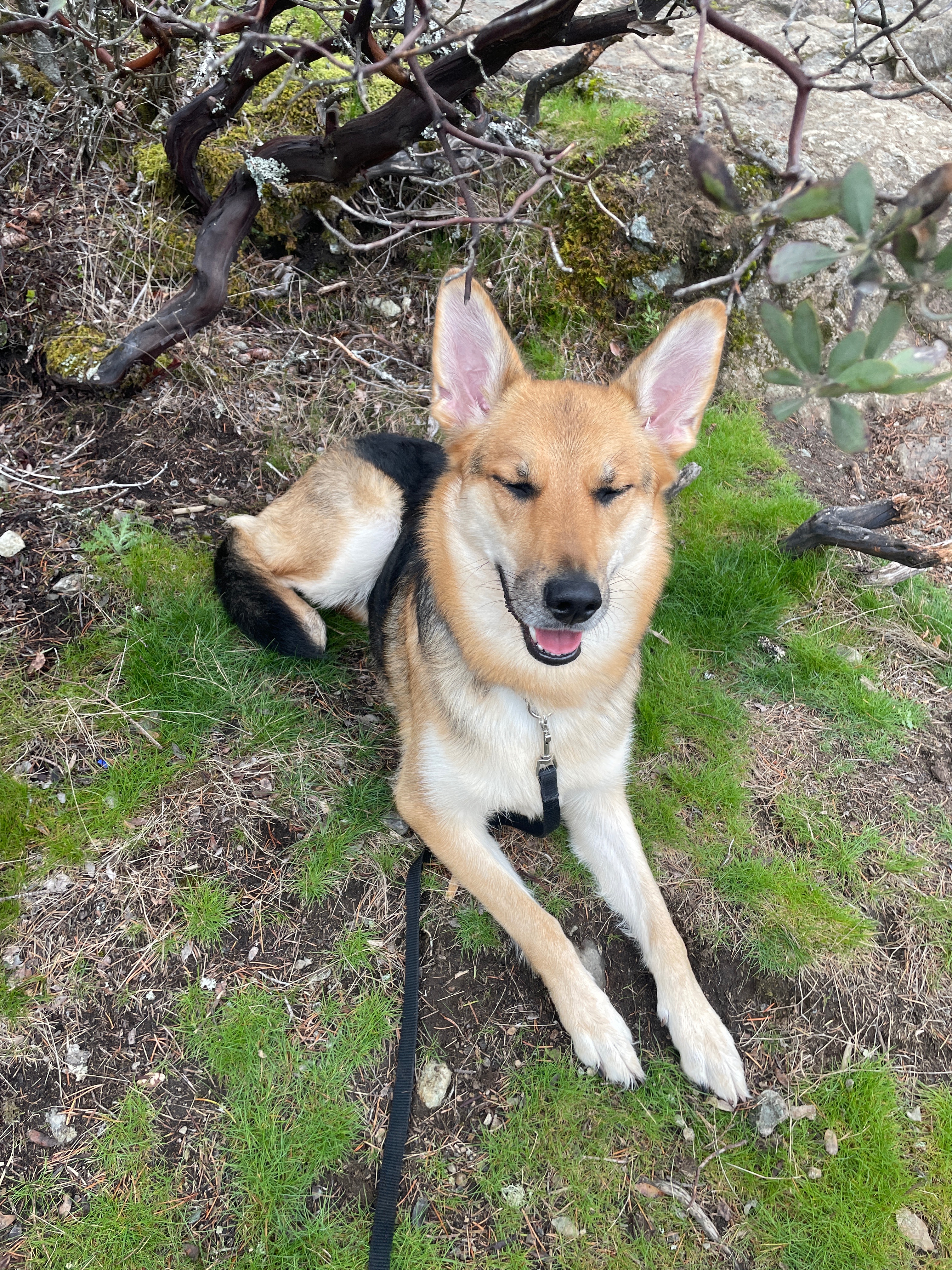 Save Bunny: Help My 2-Year-Old Pup Get Surgery for Cancer campaign photo, 4 of 8