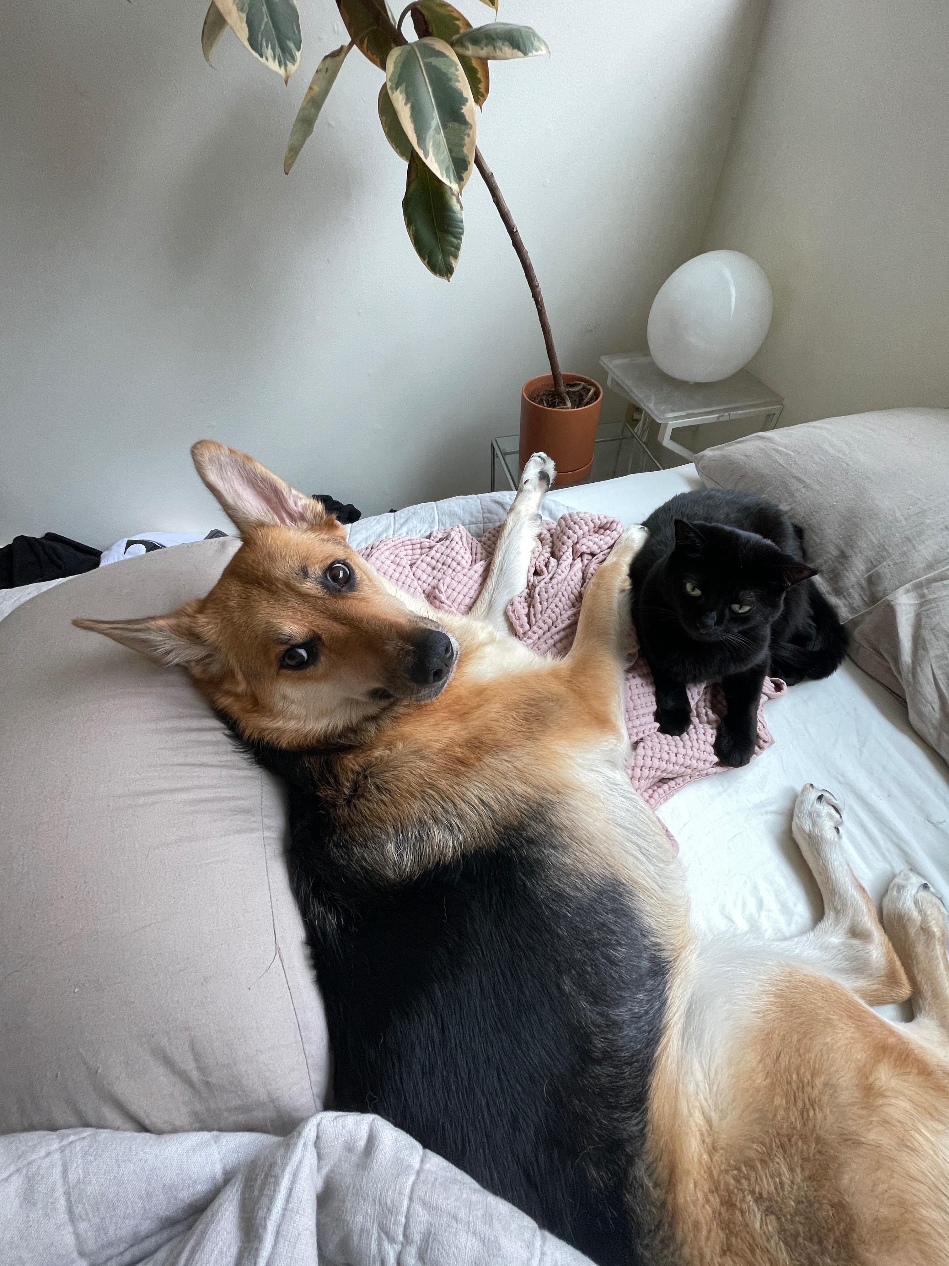 Save Bunny: Help My 2-Year-Old Pup Get Surgery for Cancer campaign photo, 5 of 8