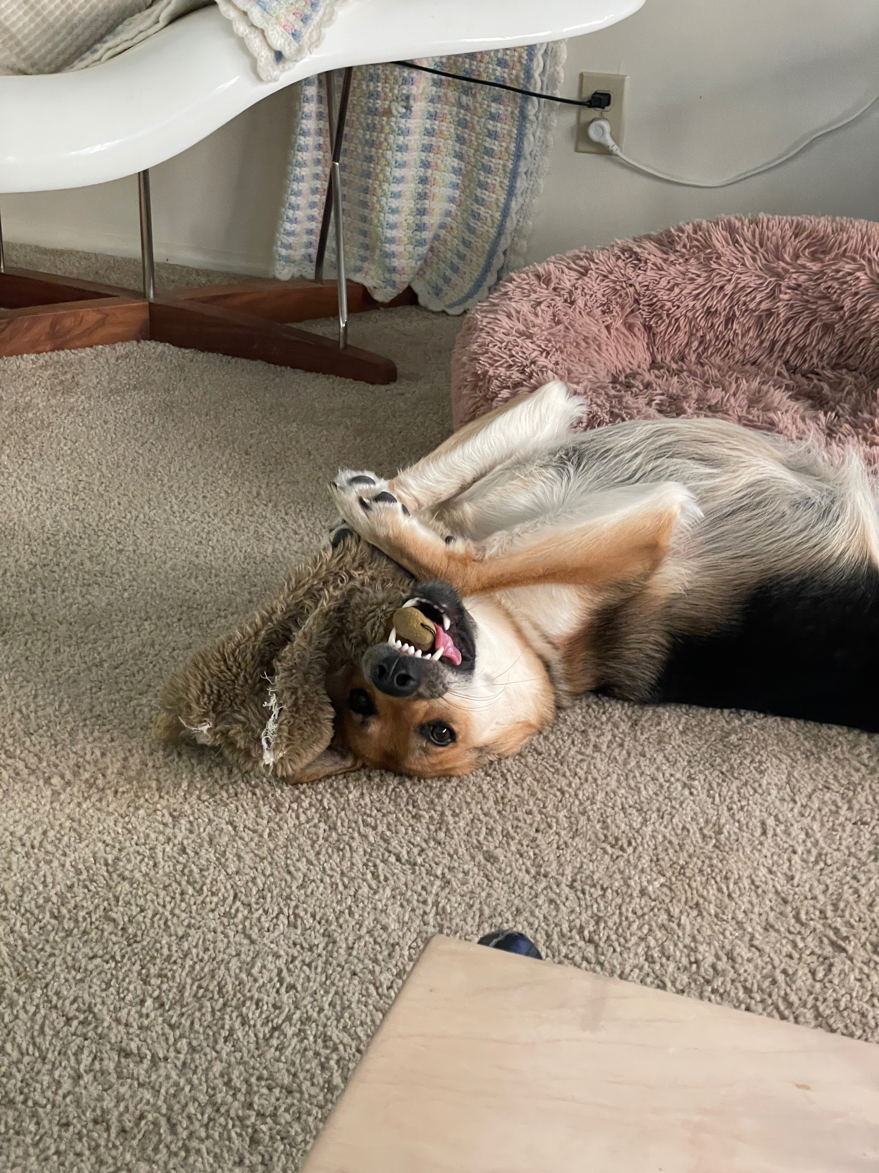 Save Bunny: Help My 2-Year-Old Pup Get Surgery for Cancer campaign photo, 6 of 8