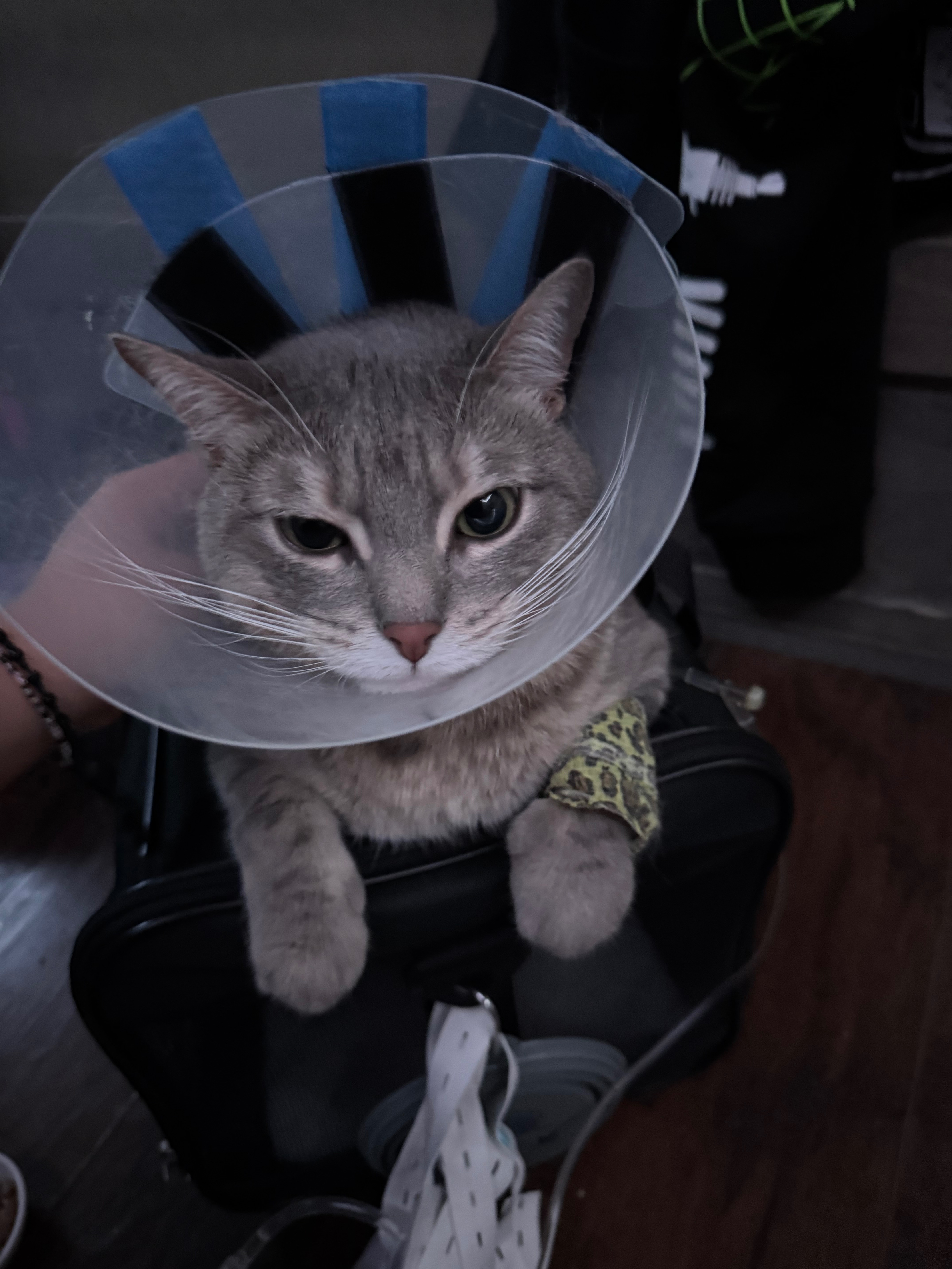 Support Finn's Lifesaving Treatment campaign photo, 4 of 8