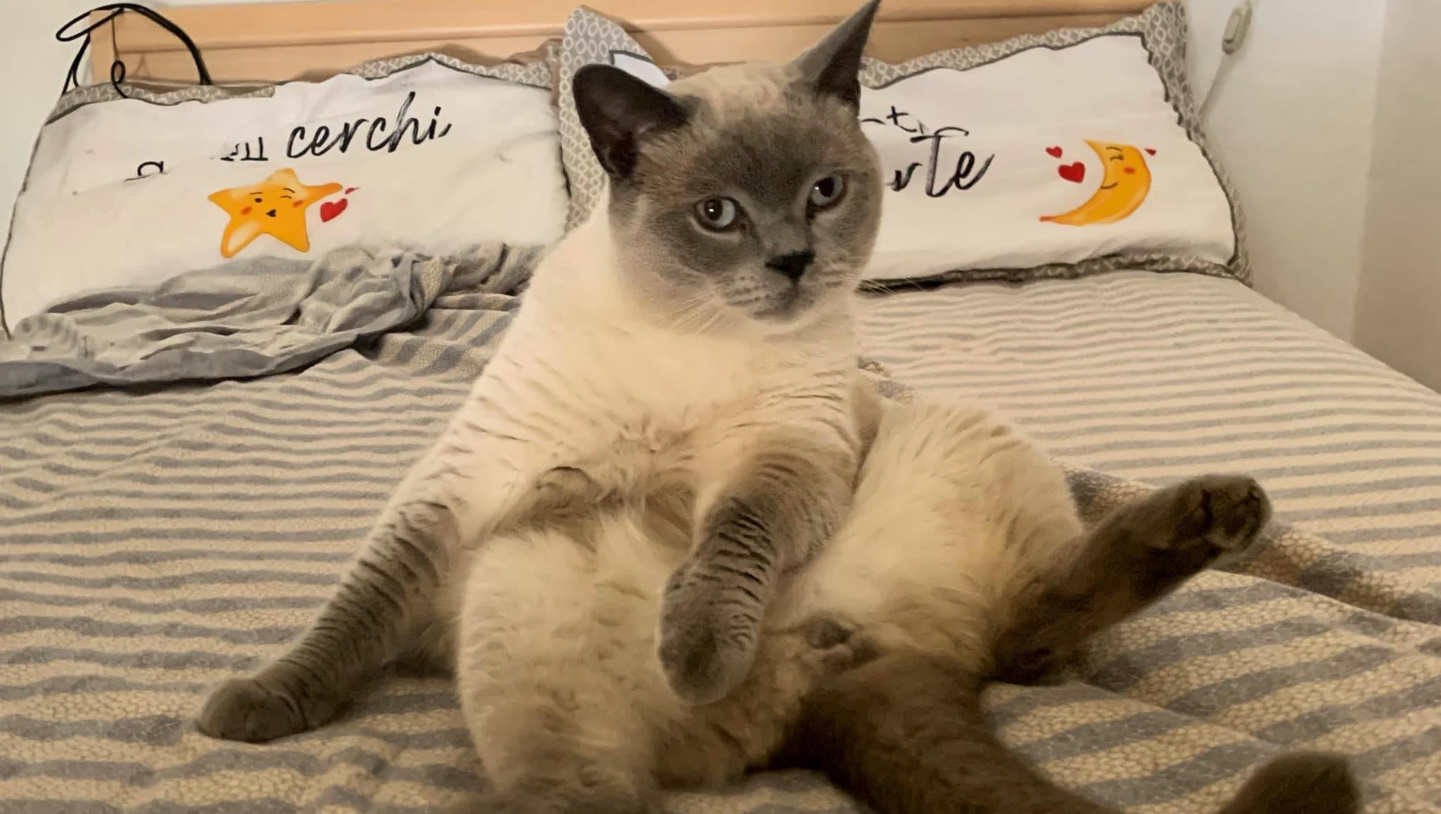 Maki, 7 anni, cardiopatico con versamento pleurico in atto photo