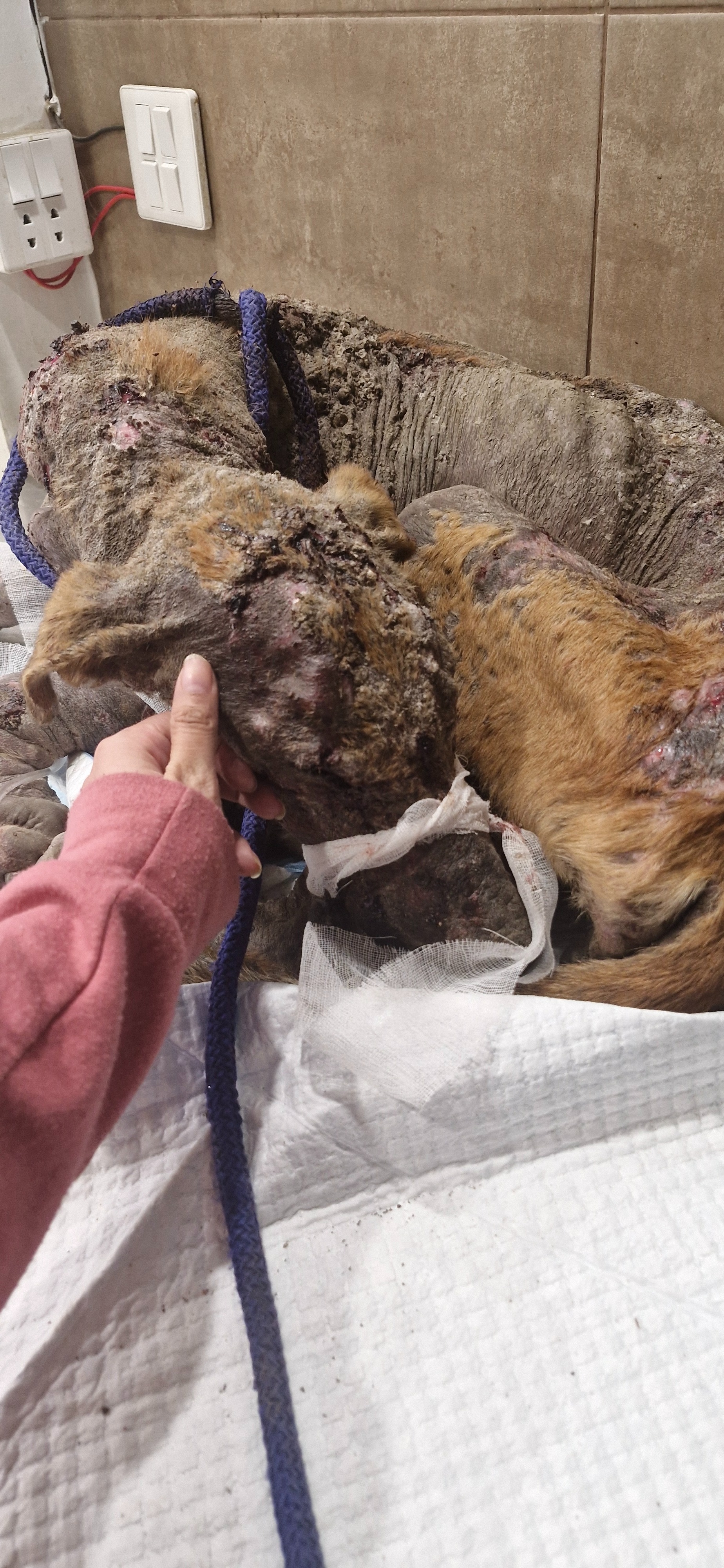 Help WE ARE ONE Save Vulnerable Animals in PAKISTAN! campaign photo, 7 of 8