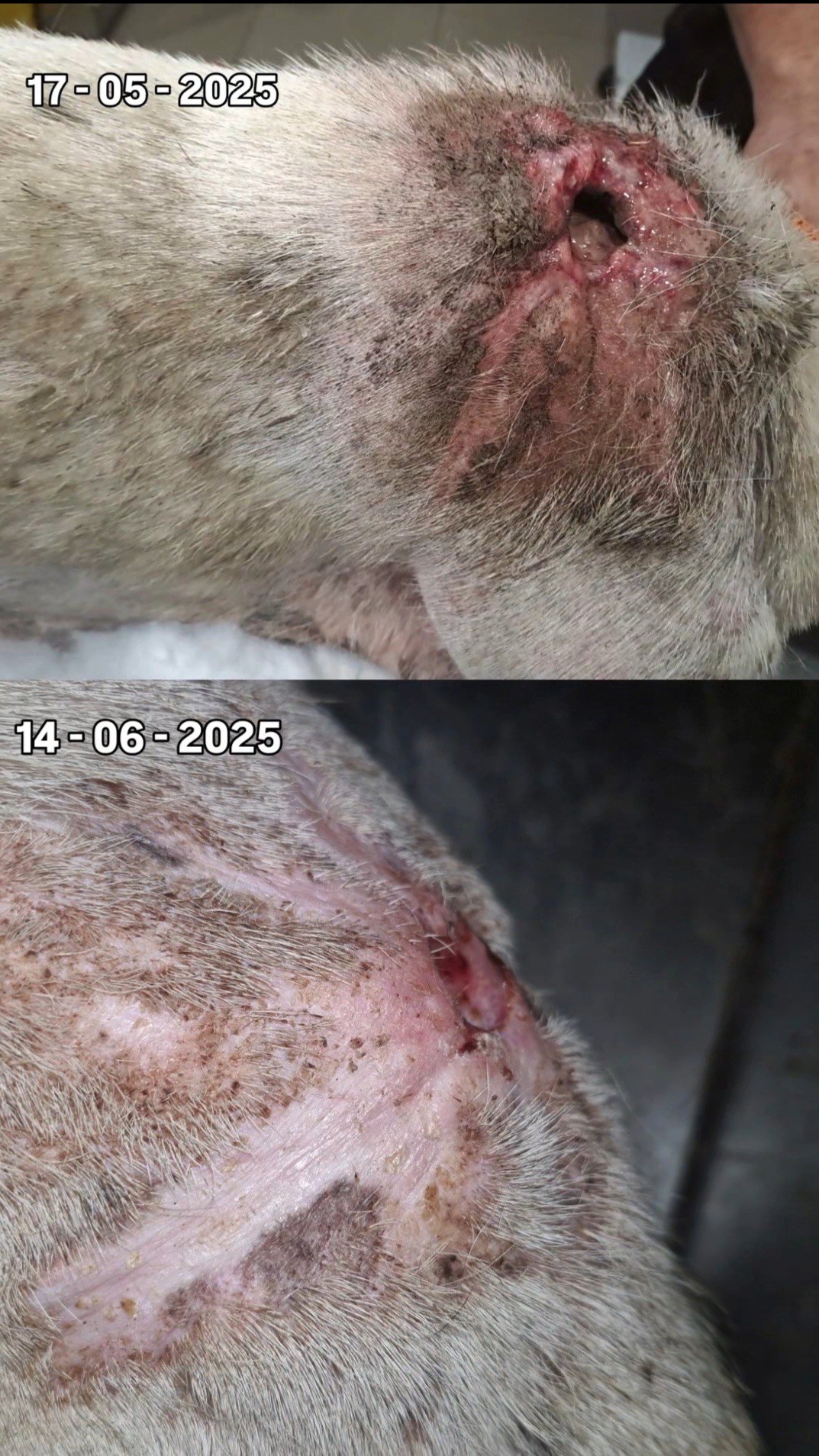 Help WE ARE ONE Save Vulnerable Animals in PAKISTAN! campaign photo, 2 of 8