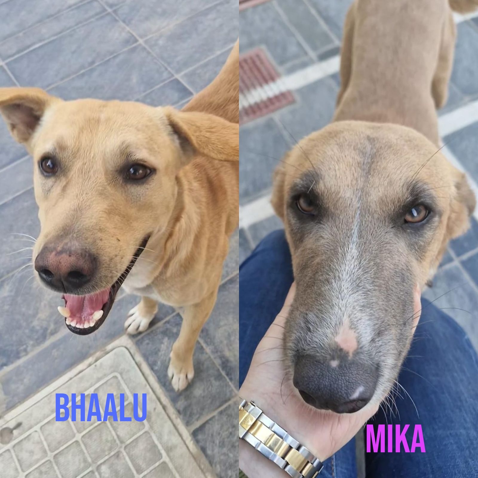 Help WE ARE ONE Save Vulnerable Animals in PAKISTAN! campaign photo, 6 of 8