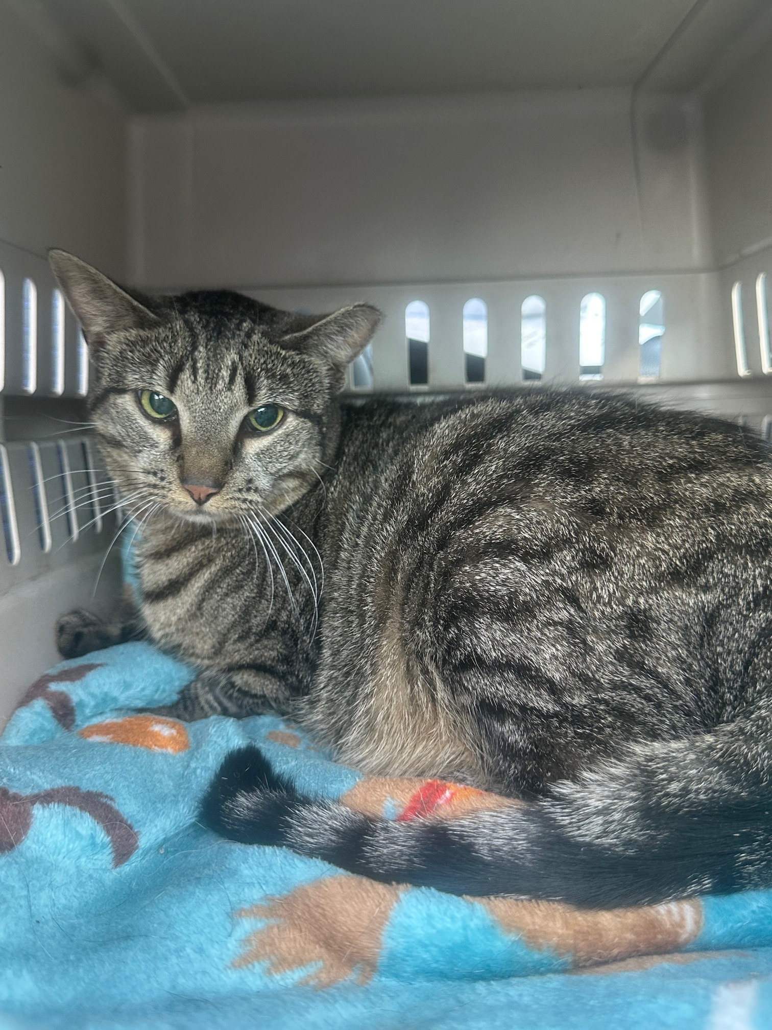 User-uploaded image 1