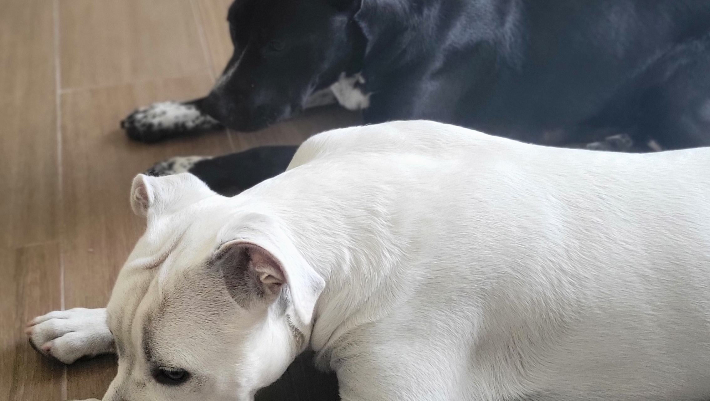 Fundraiser by Christian Lopez : Urgent Help Needed for Dog Adoption