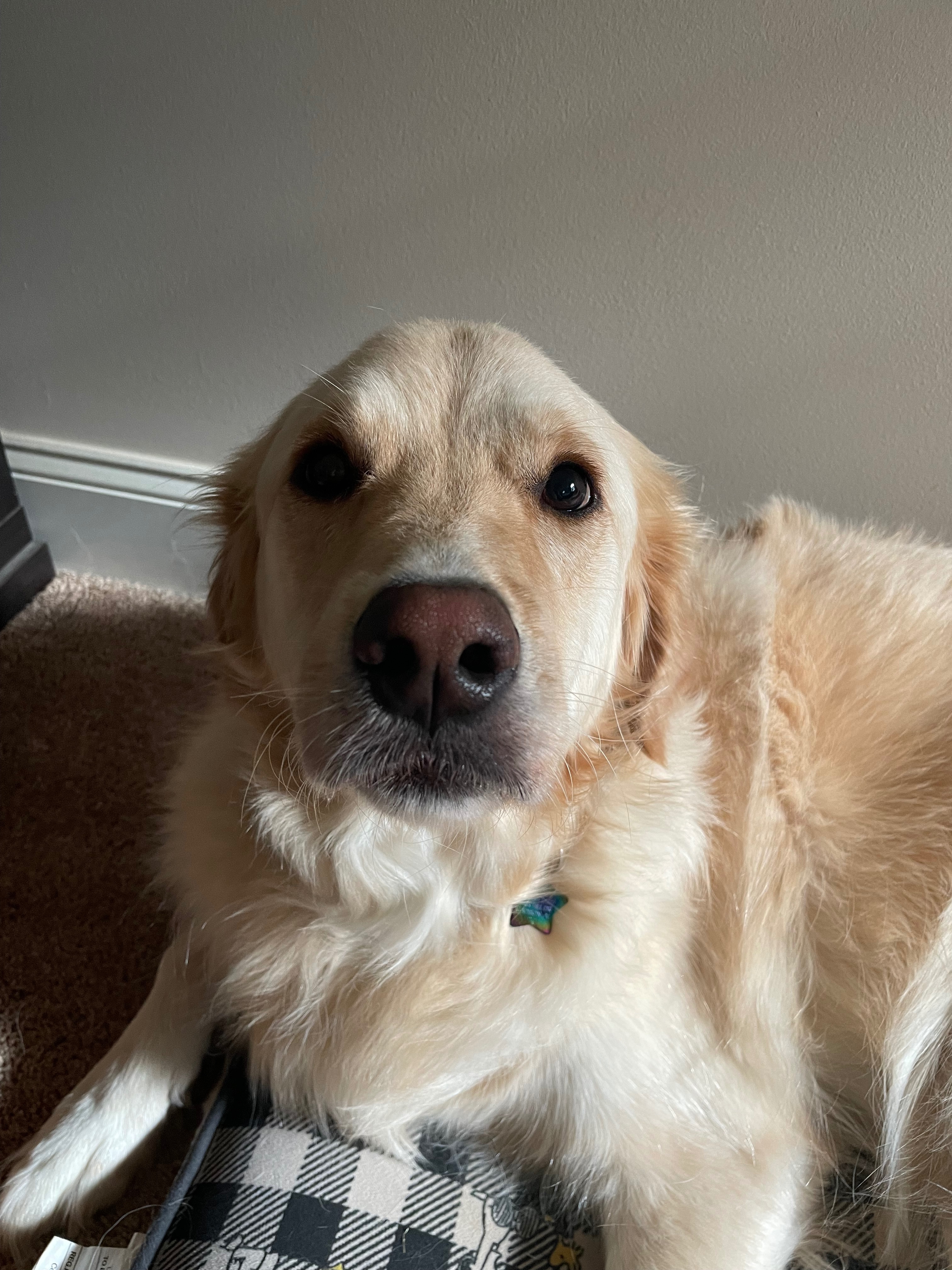 Help Us Save Winnie – Emergency Vet Bills campaign photo, 7 of 8